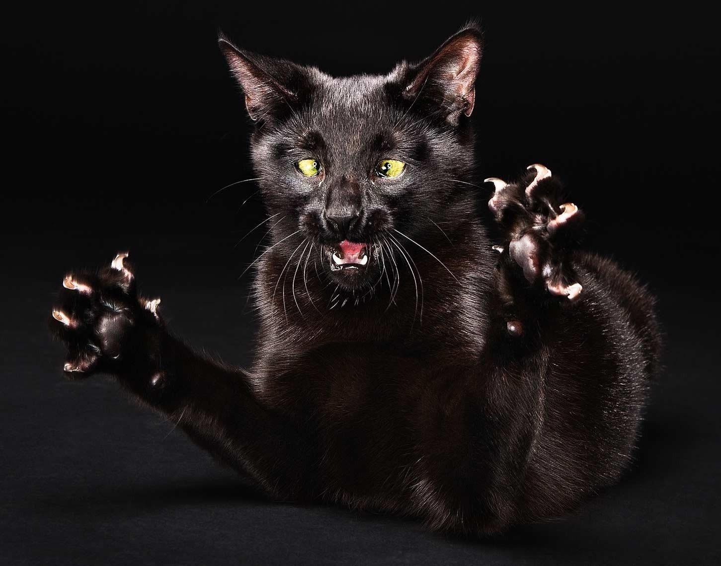 Tmd cat devils 1st fart fan pictures