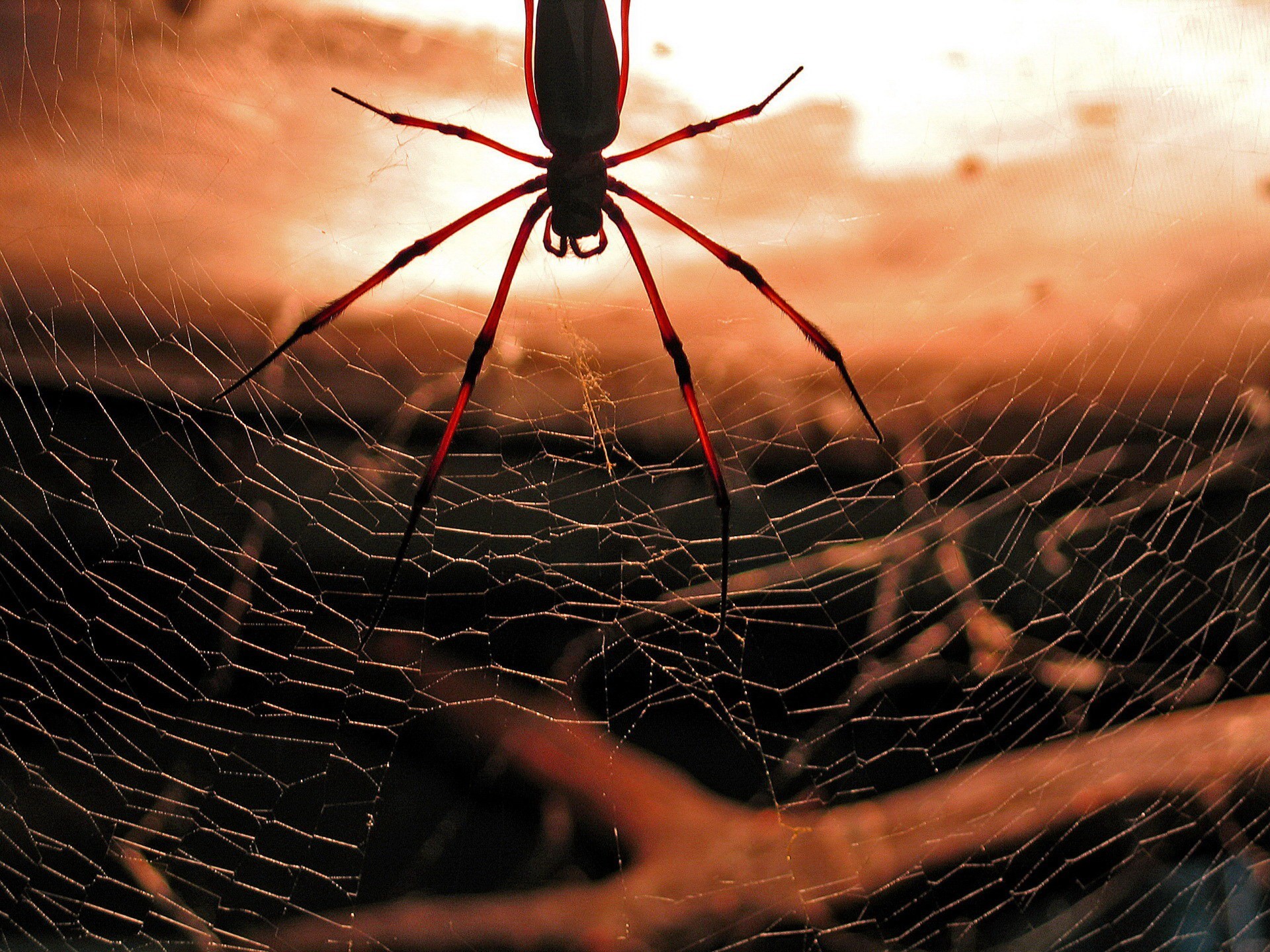 Pictures of red spiders Pictures of red spiders