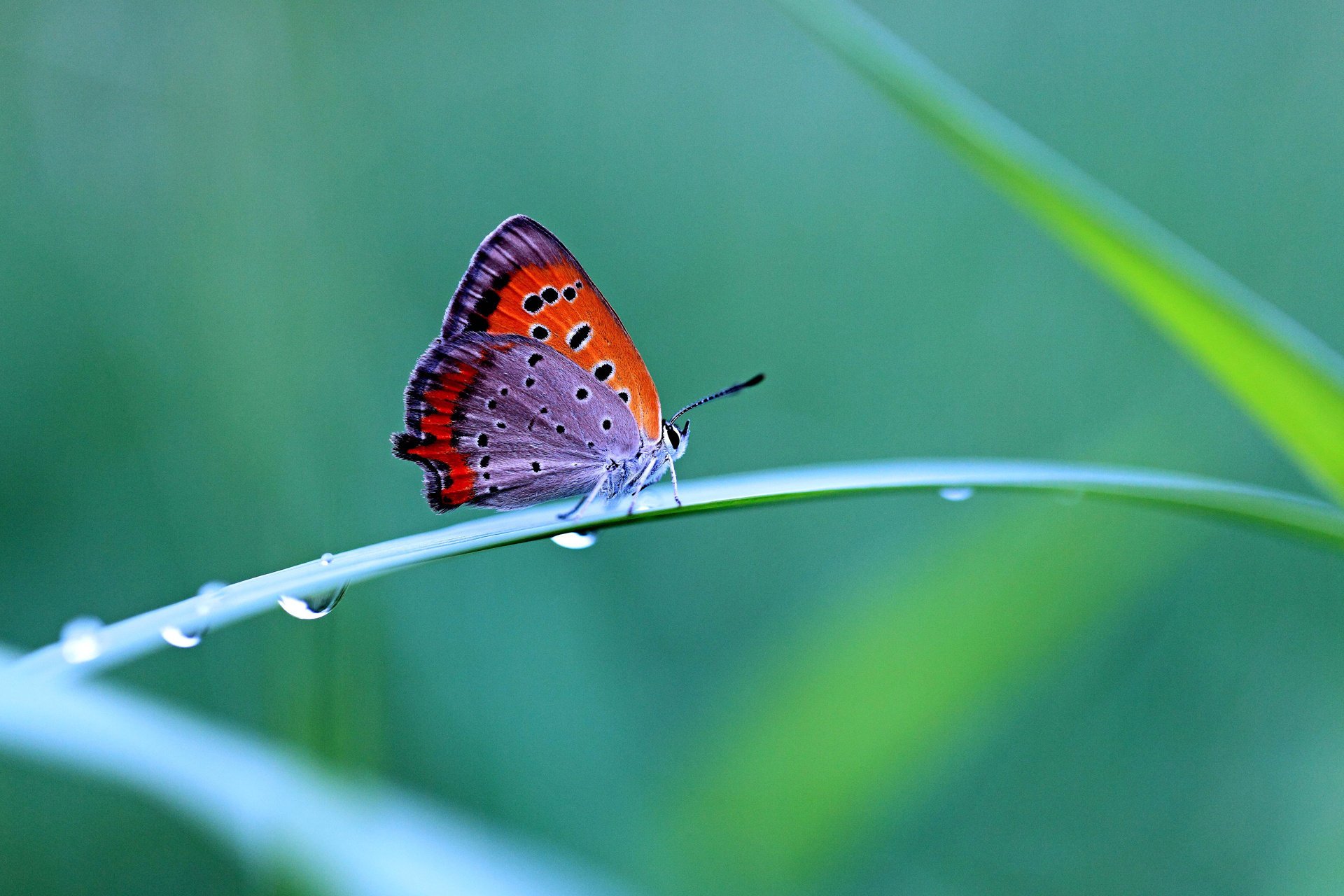 Нежная милашка снимает трусики с бабочками в лесу