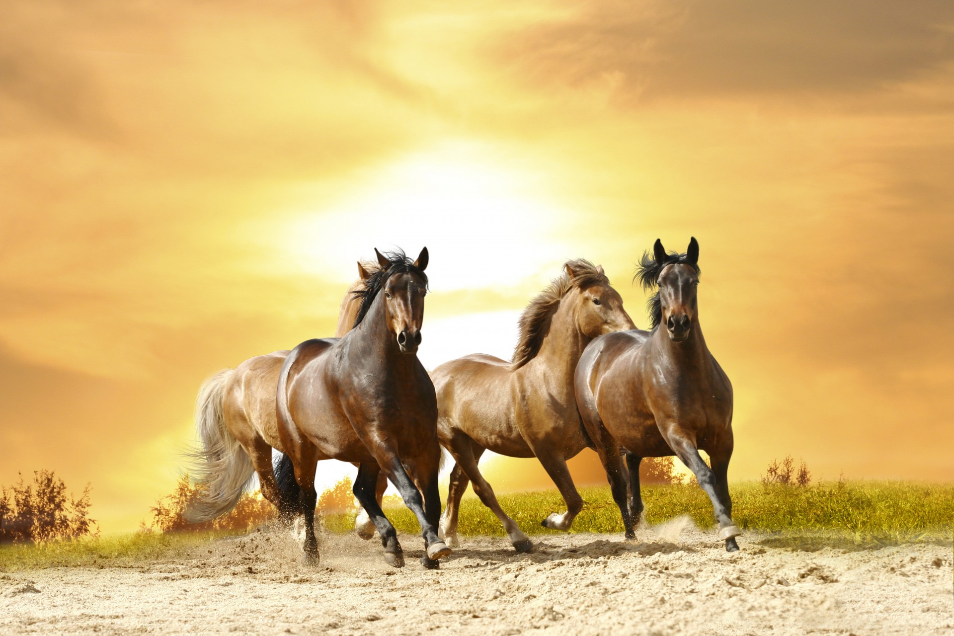 Pegaso que estas en los cielos fotos 61 Pegaso que estas en los cielos fotos 84