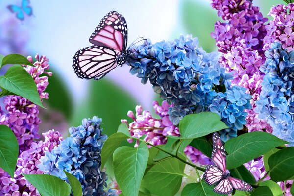 сирень весна соцветие коллаж бабочка природа