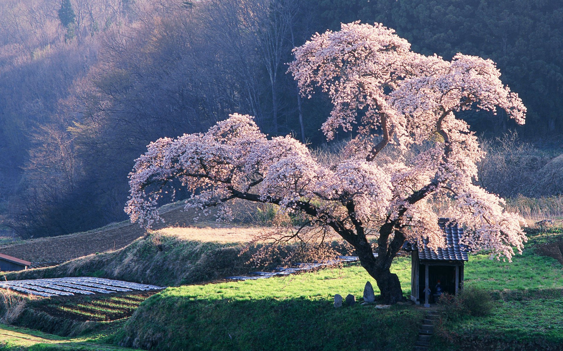 Cherry blossom tree pictures japan Cherry blossom tree pictures japan