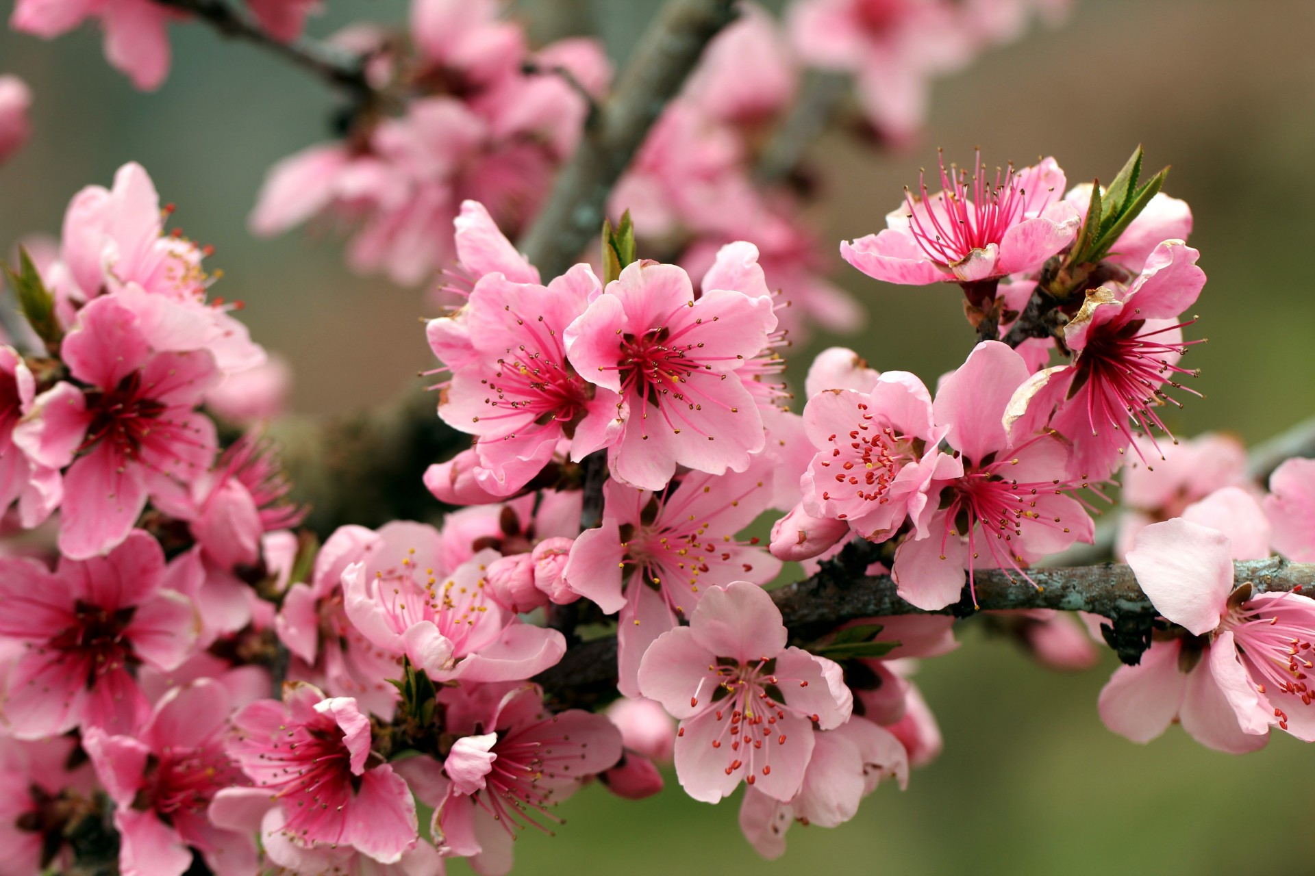 Flowering apple tree pictures Flowering apple tree pictures