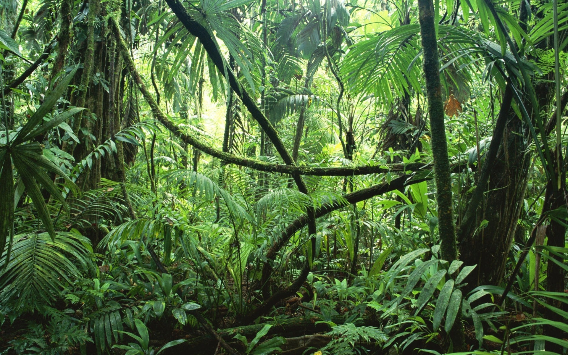 Rainforest plants pictures kids Rainforest plants pictures kids