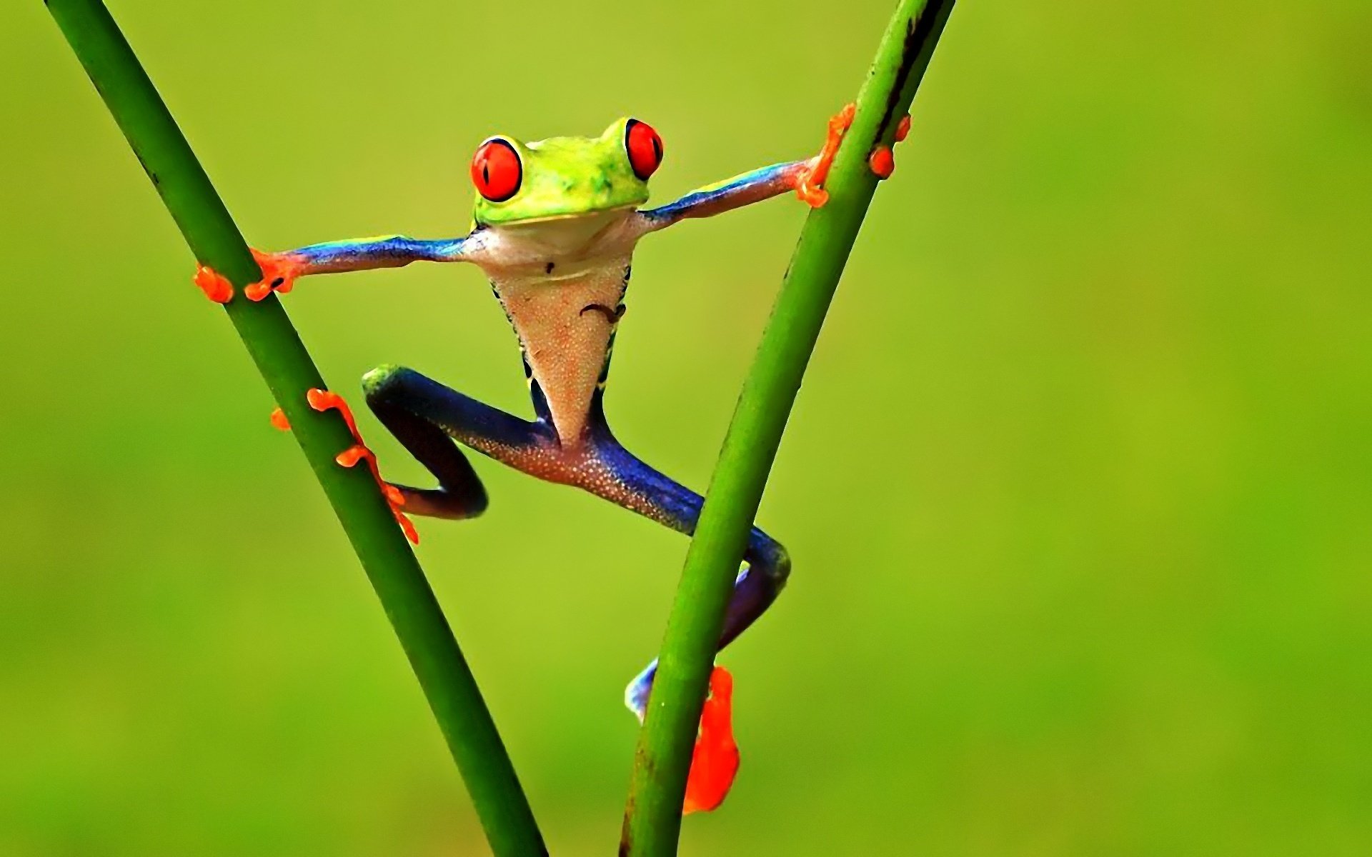 Funny tree frog pictures Funny tree frog pictures