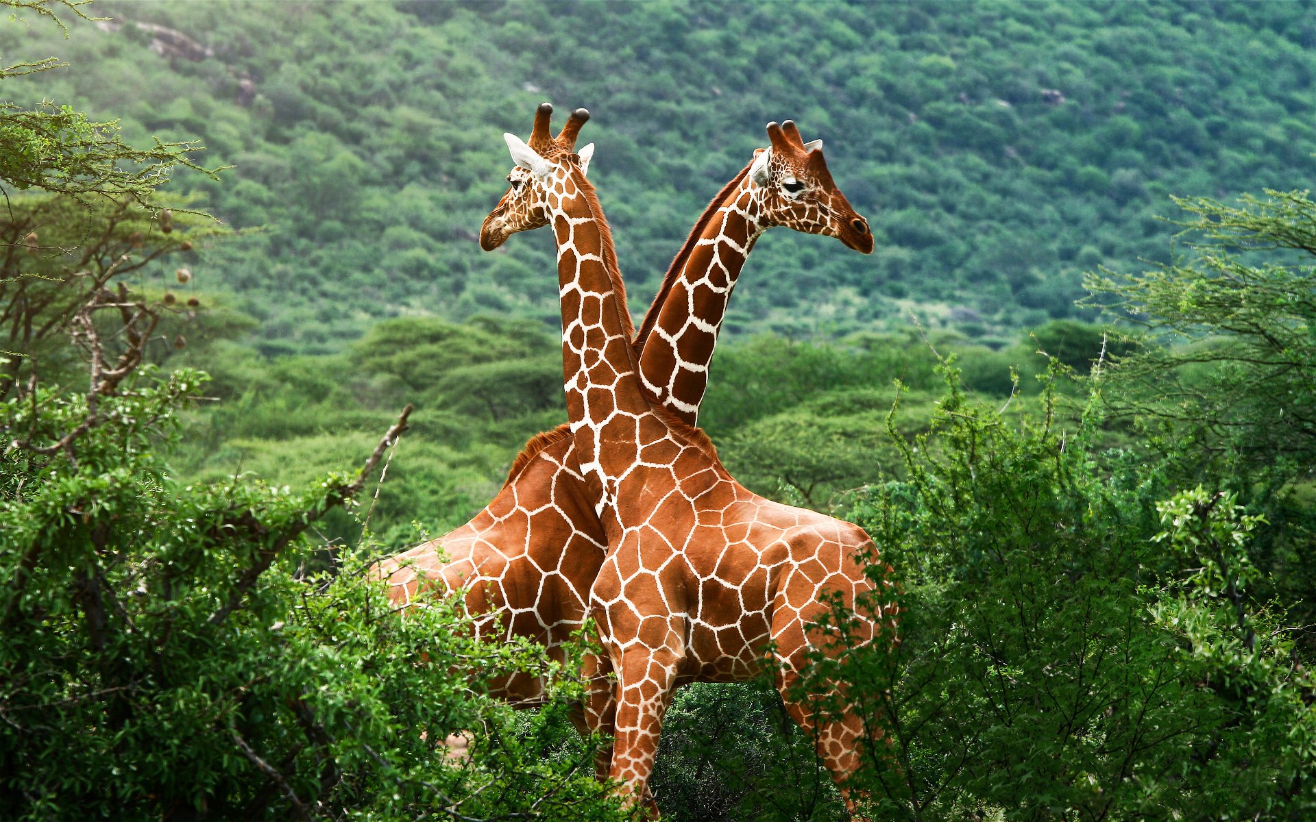 Todos los animales del mundo fotos 25 Todos los animales del mundo fotos 19
