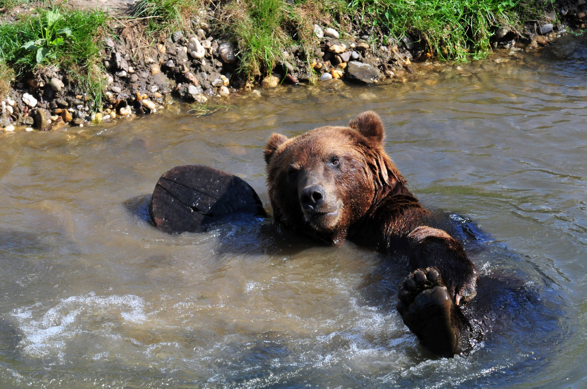 Медведь на реке фото