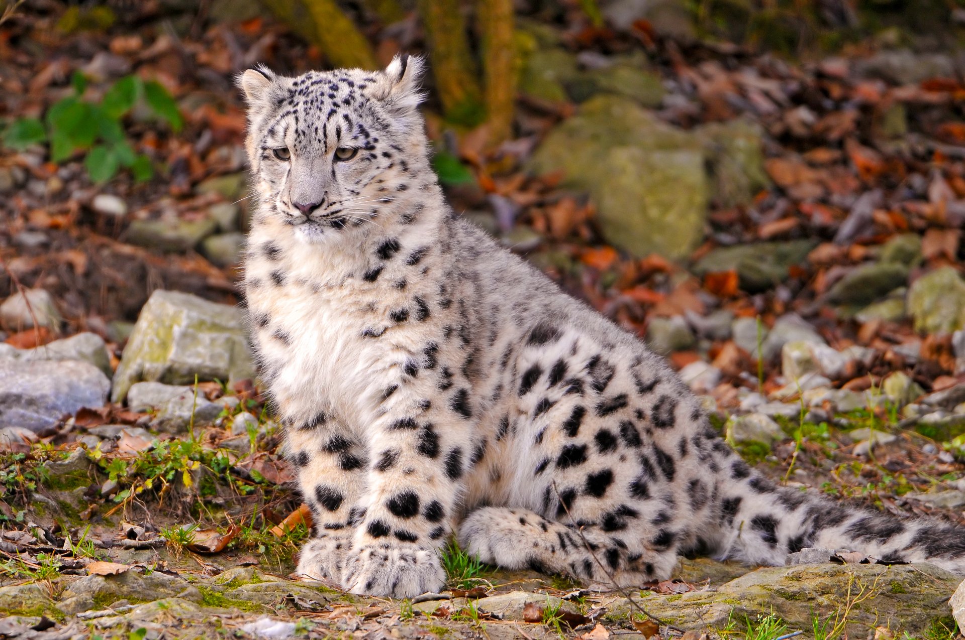 Белый леопард красивые фото и картинки