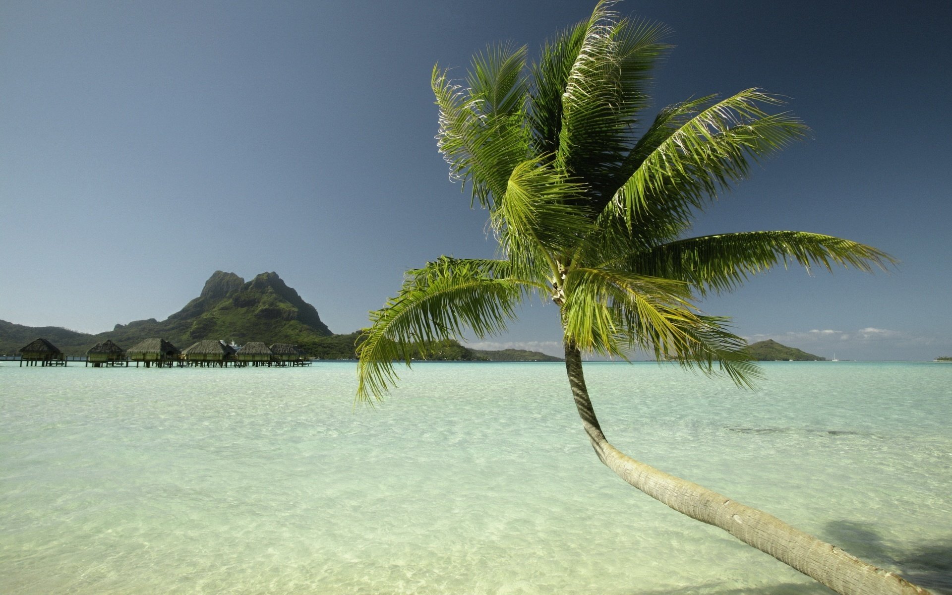 Пальма над водой на тропическом острове