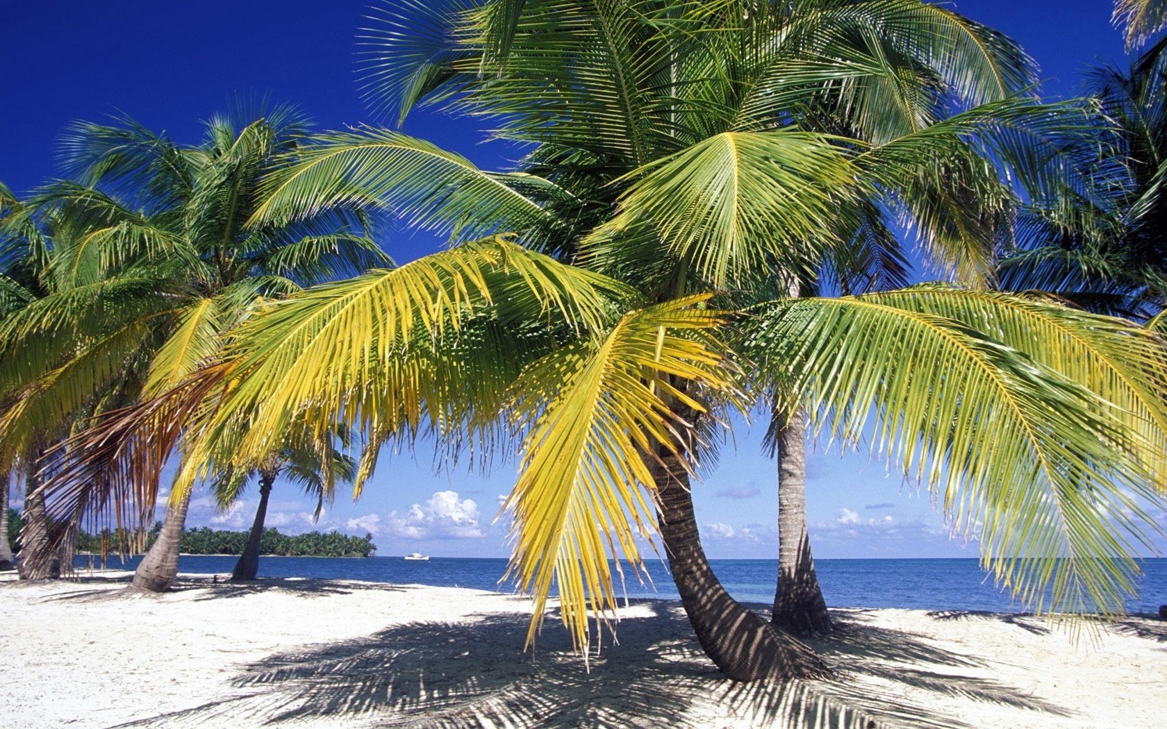 Остров с океаном и пальмами на диком берегу