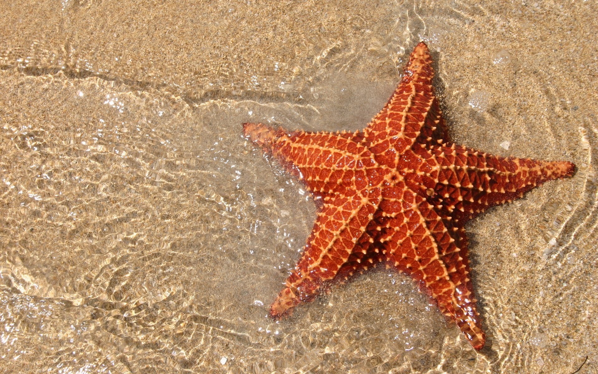 Морская звезда в прозрачной воде и в песке