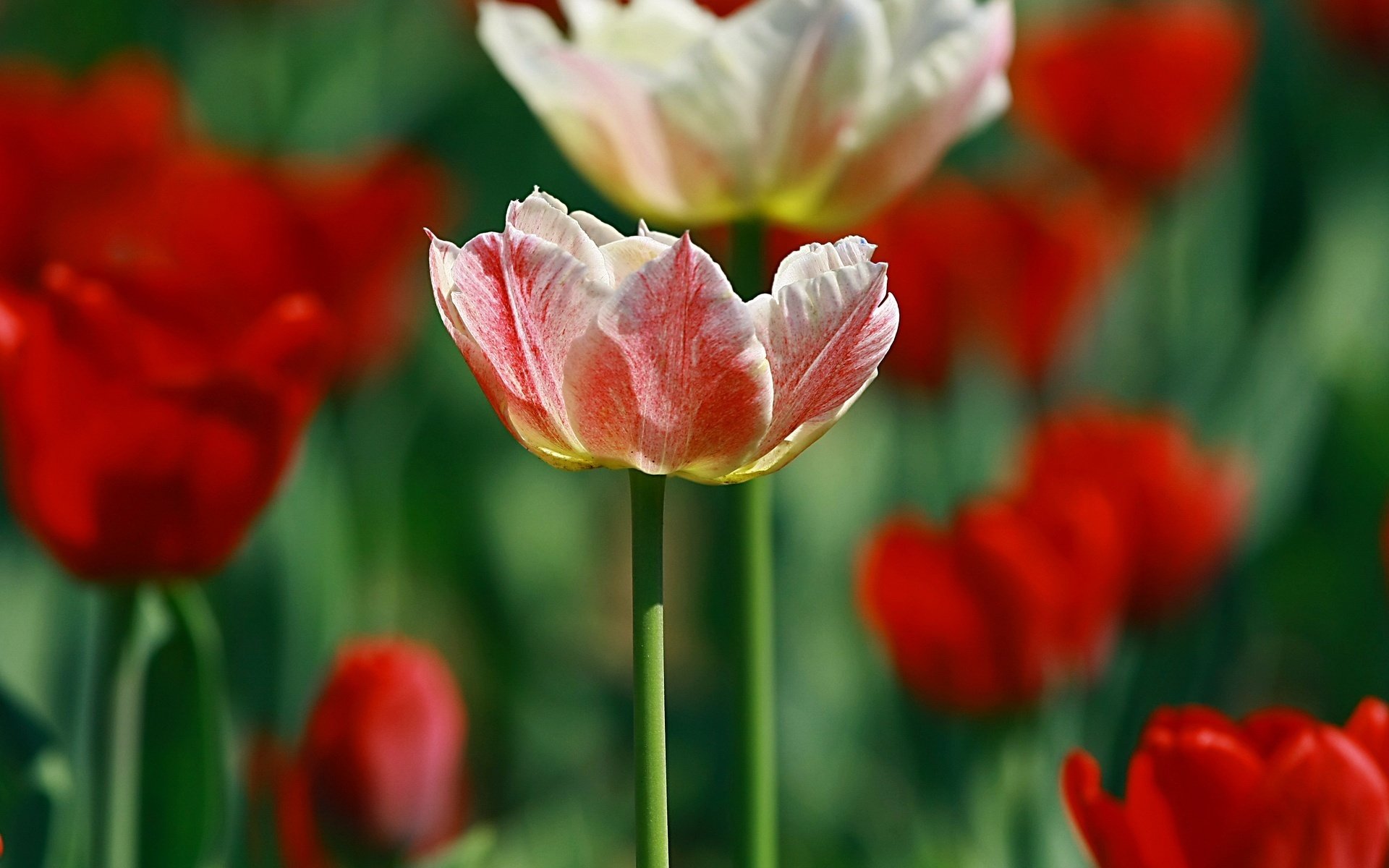 Краски природы в нежнейших тюльпанах