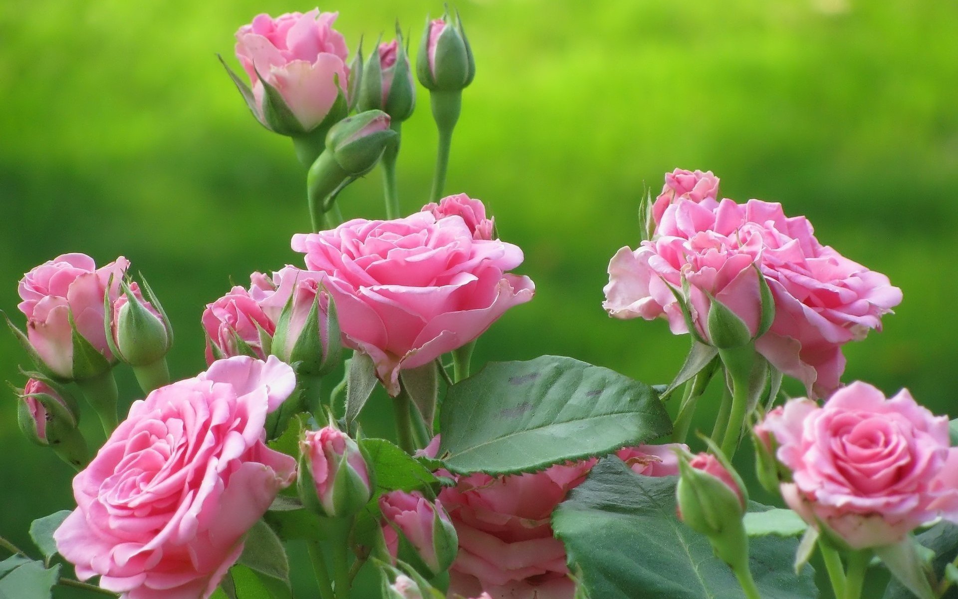 Чайная Роза- одна из самых красивых растений