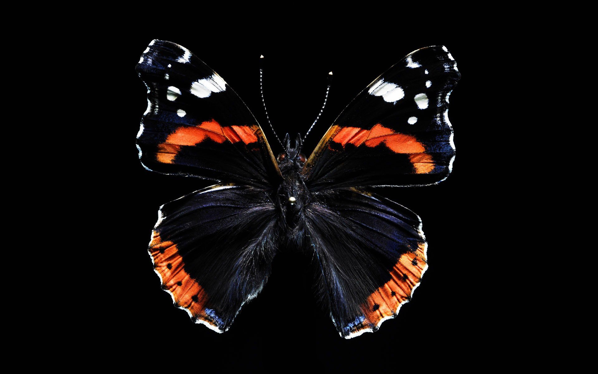 Бабочка с оранжевыми крыльями