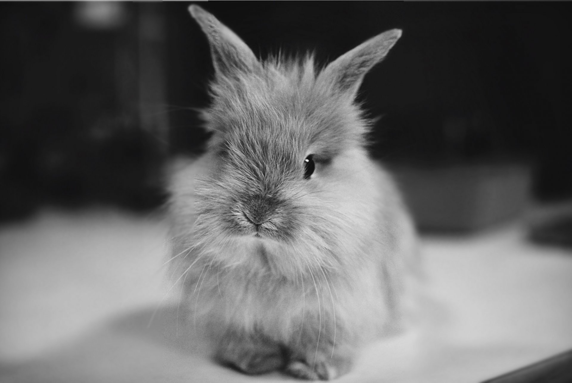 Черно-белое фото кролика