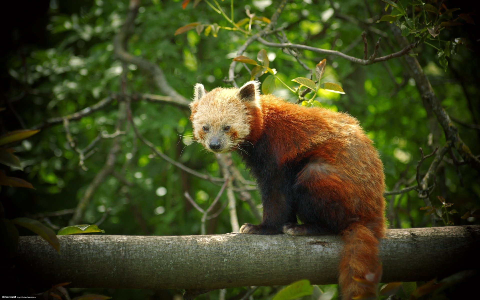Красная панда сидит на ветке