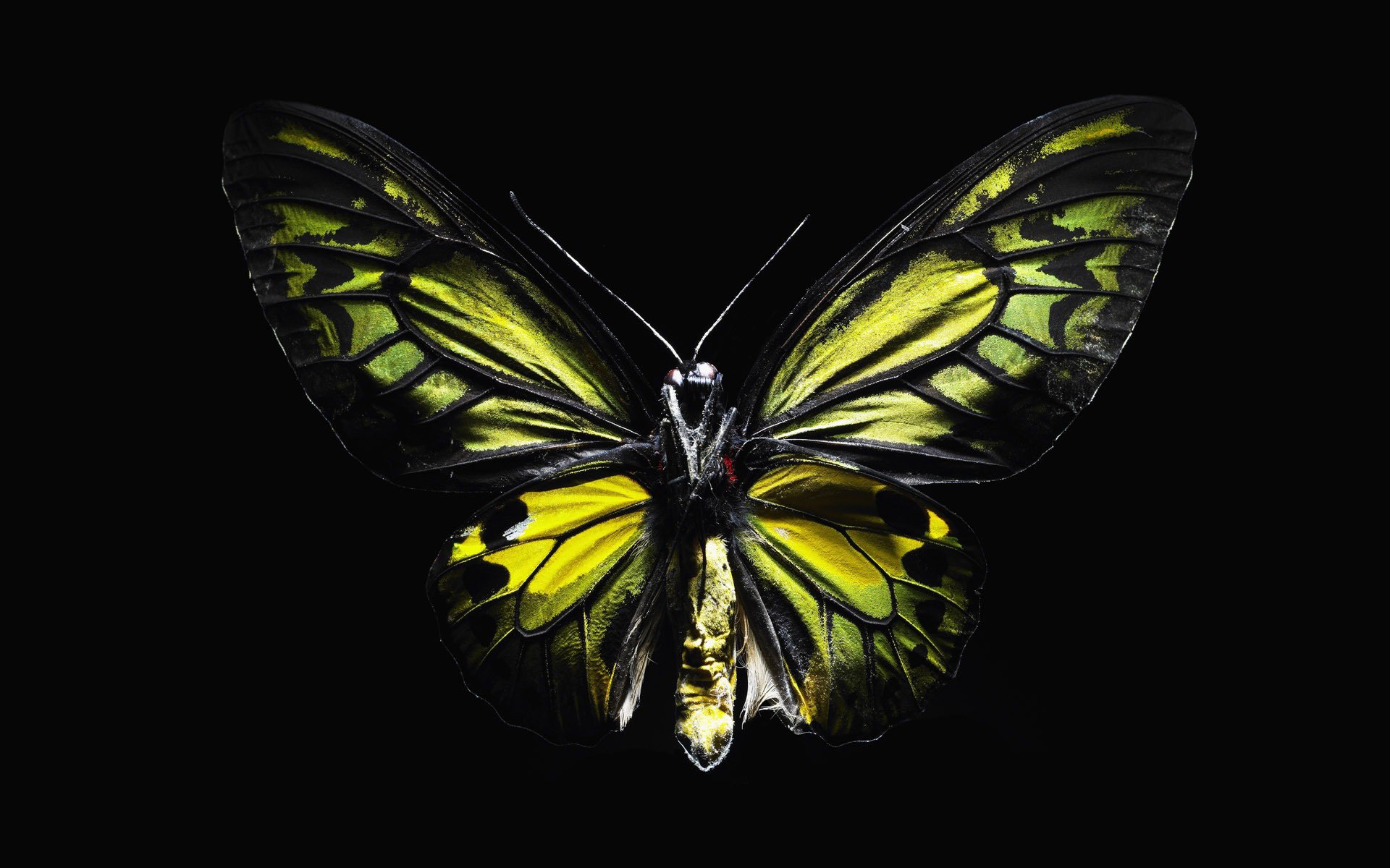 Черный фон с бабочкой с желтыми крыльями