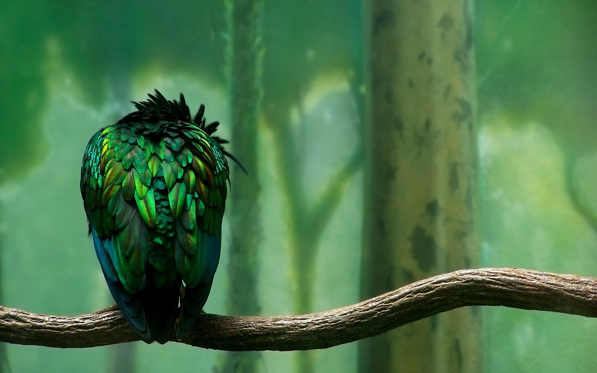 Волшебный лес, красивая птица с зелёным оперением