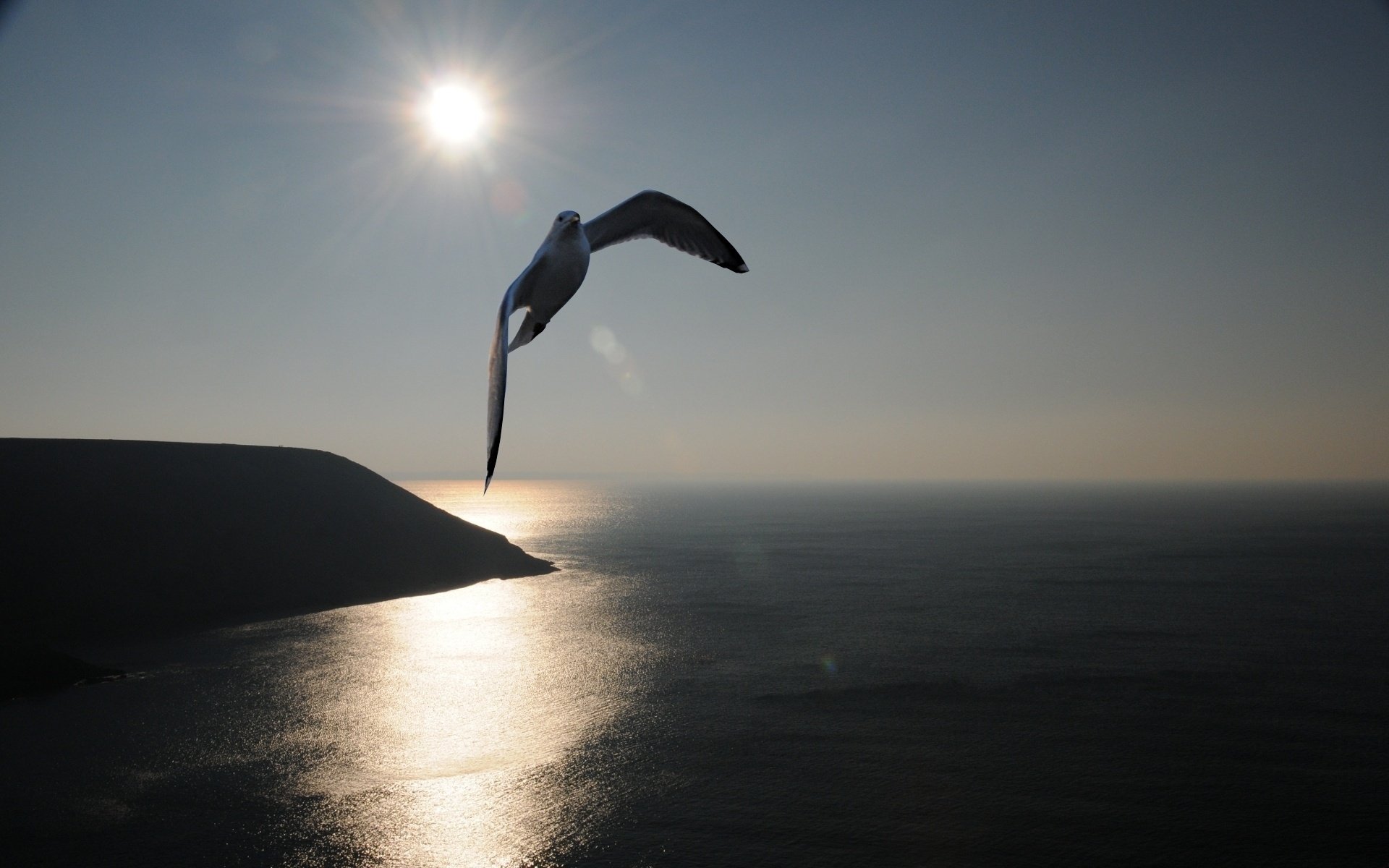 Чайка высоко парящая над водами моря в лучах солнца