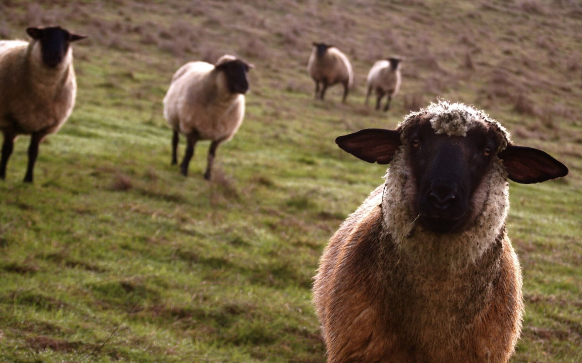 Овцы породы суффолк пасущиеся на зелёном лугу