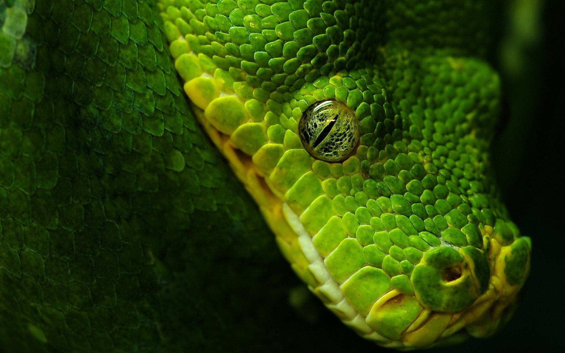 Python - картинки