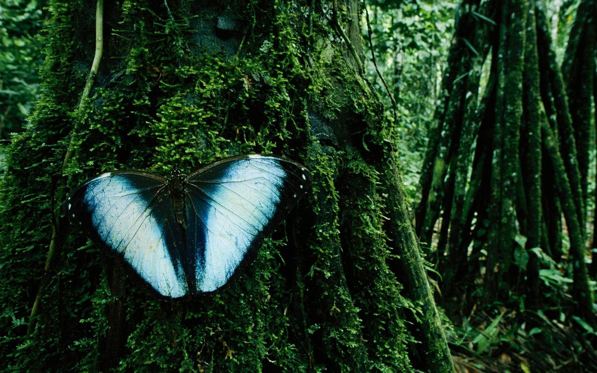 Лес, бабочка с голубыми крыльями на мхе