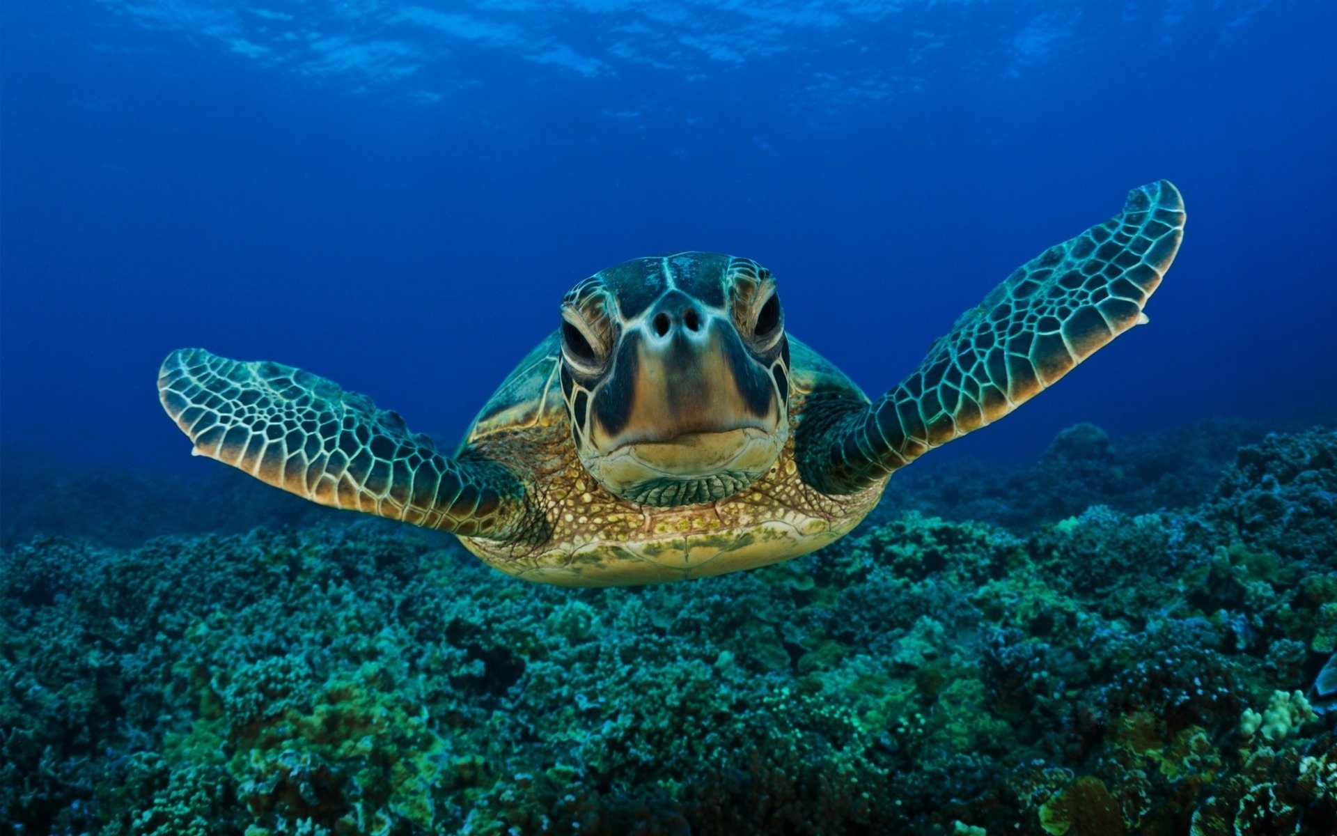 Черепаха под водой на фоне кораллов