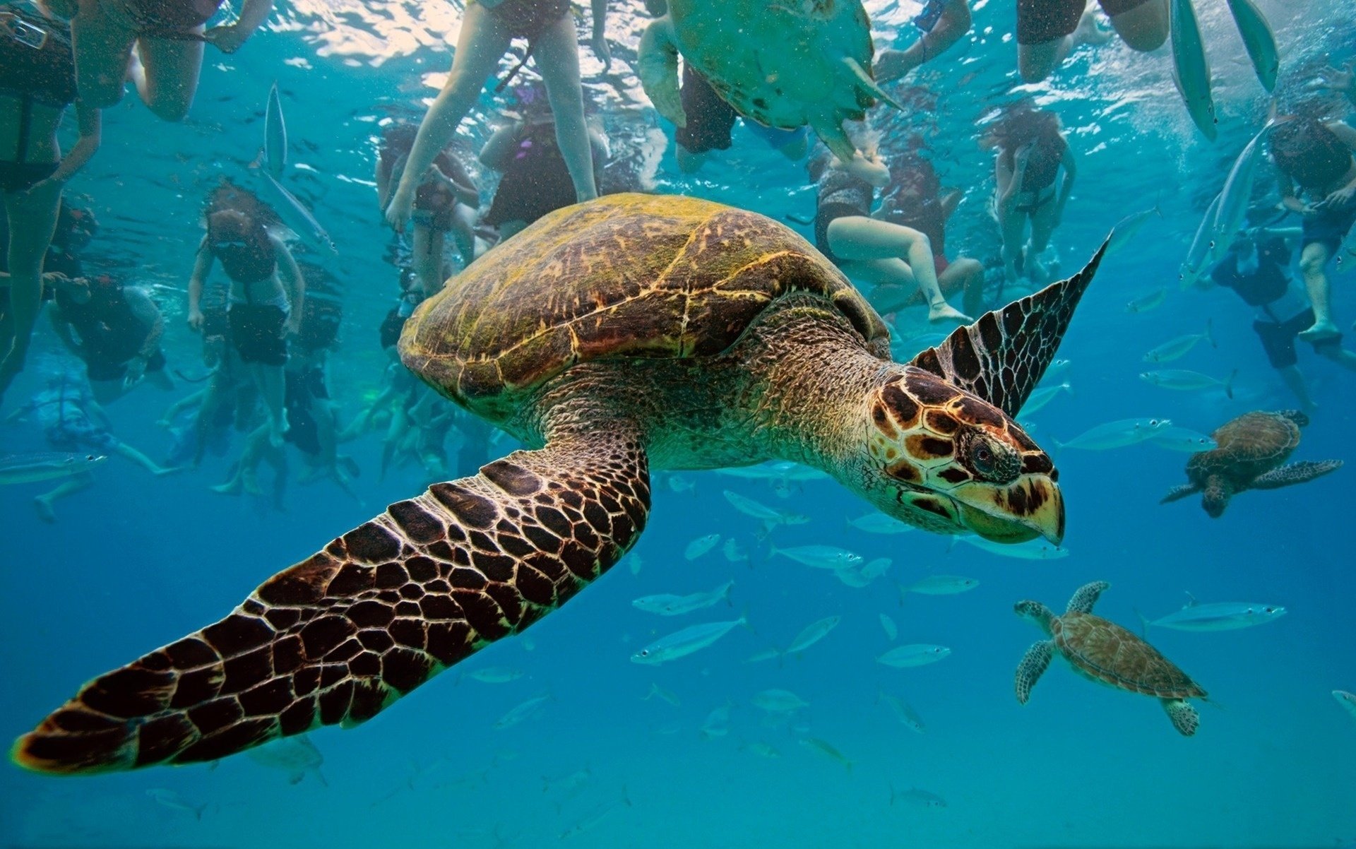 Морская черепаха в естественной среде обитания