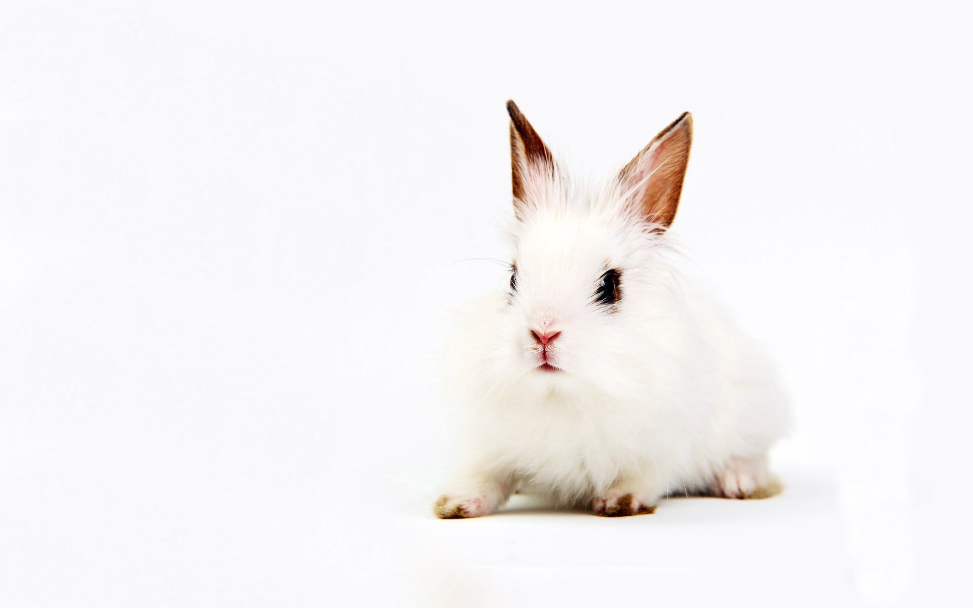 Маленький белый кролик с черными глазками
