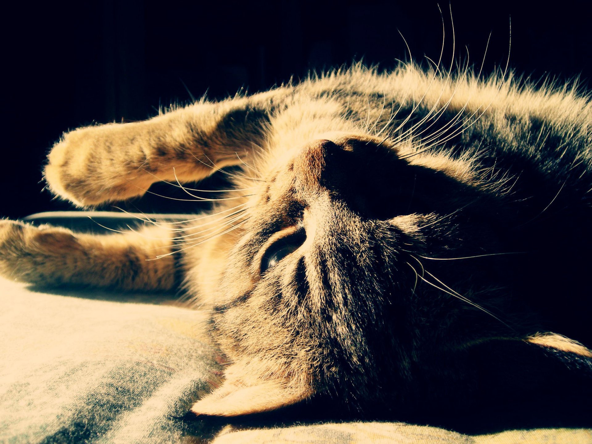 Полосатый кот лежит в тени