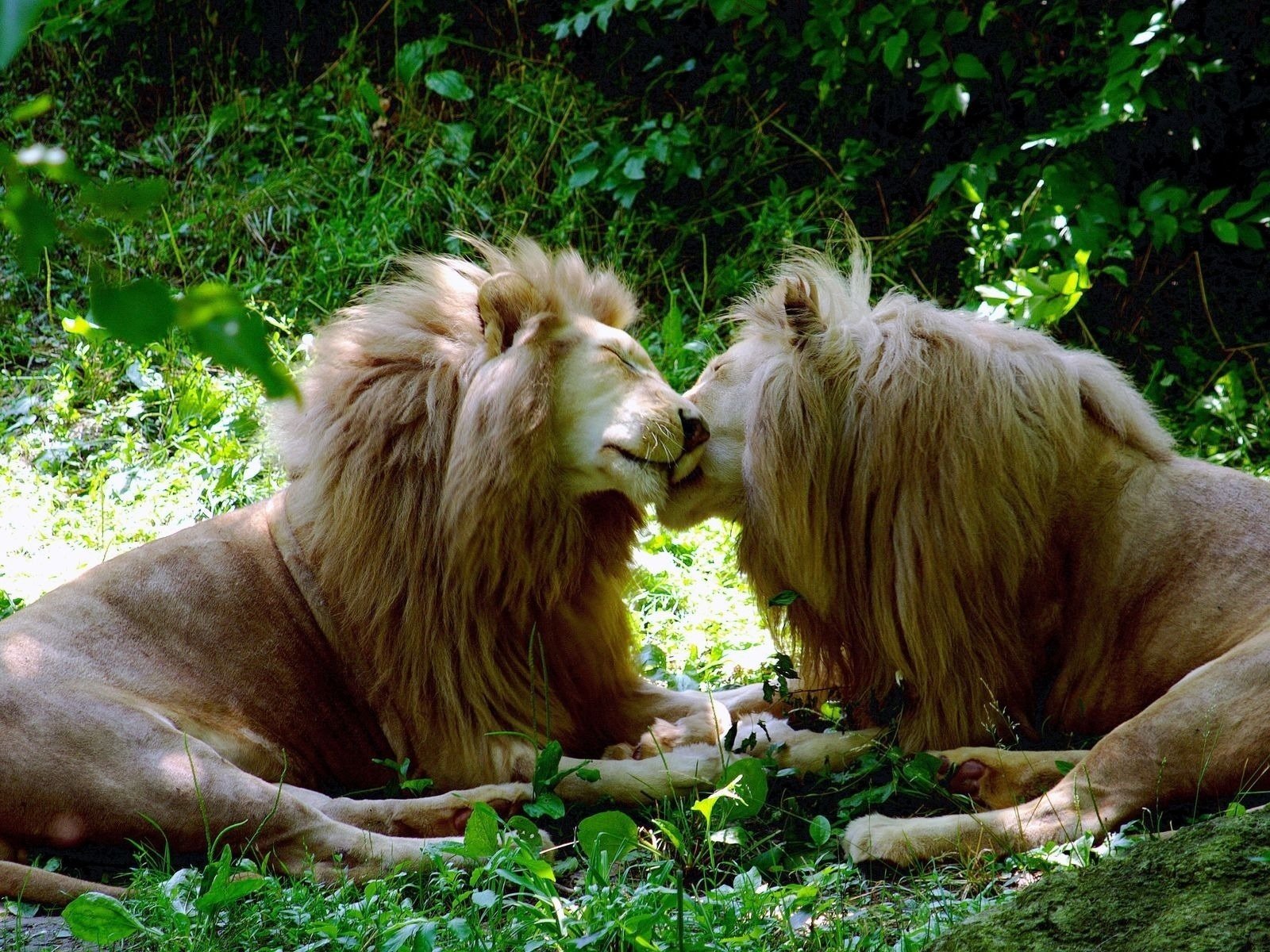 Любовь двух белых львов