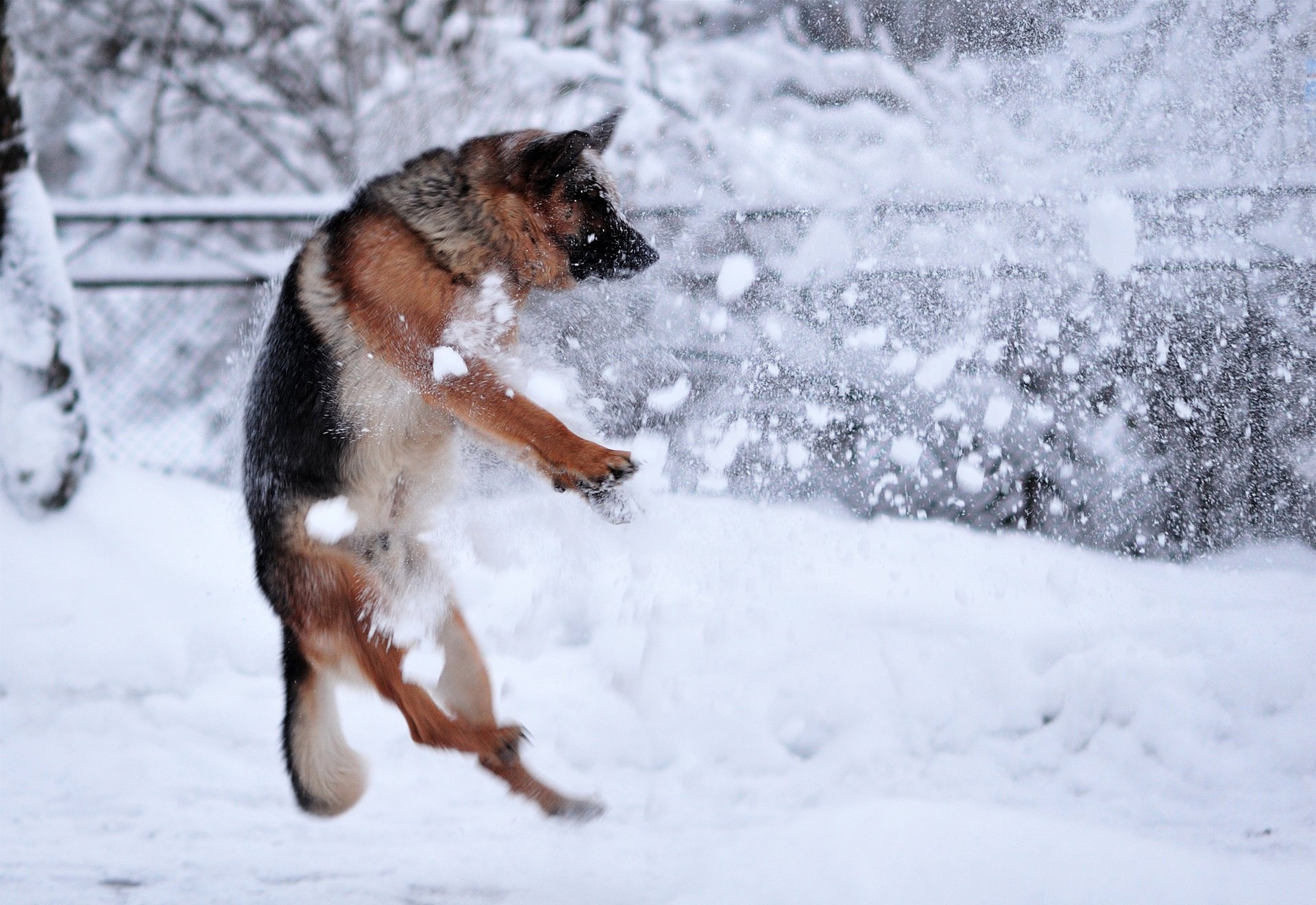 Немецкая овяарка прыгает в снегу