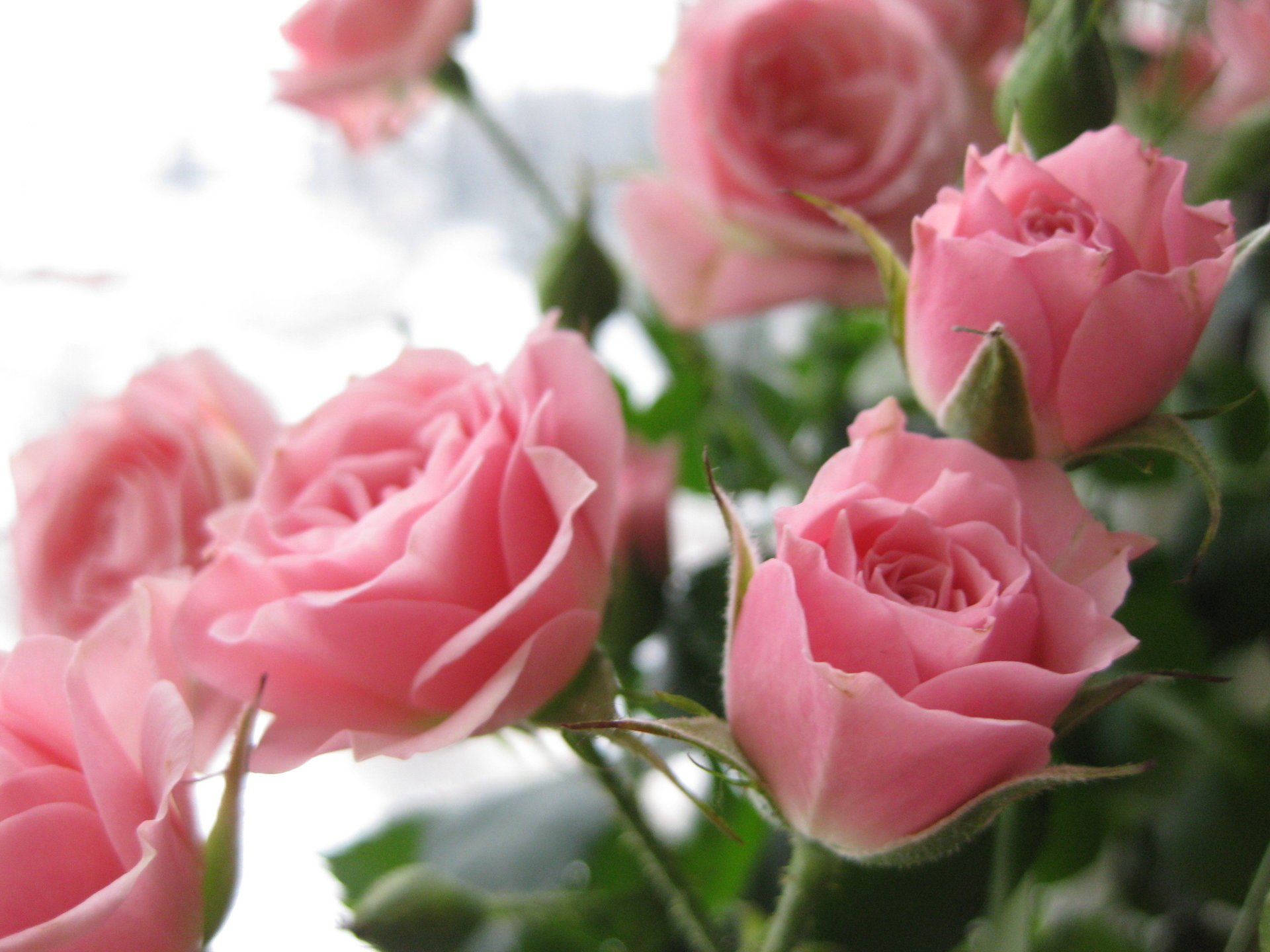 Красивейший букет нежных розовых роз