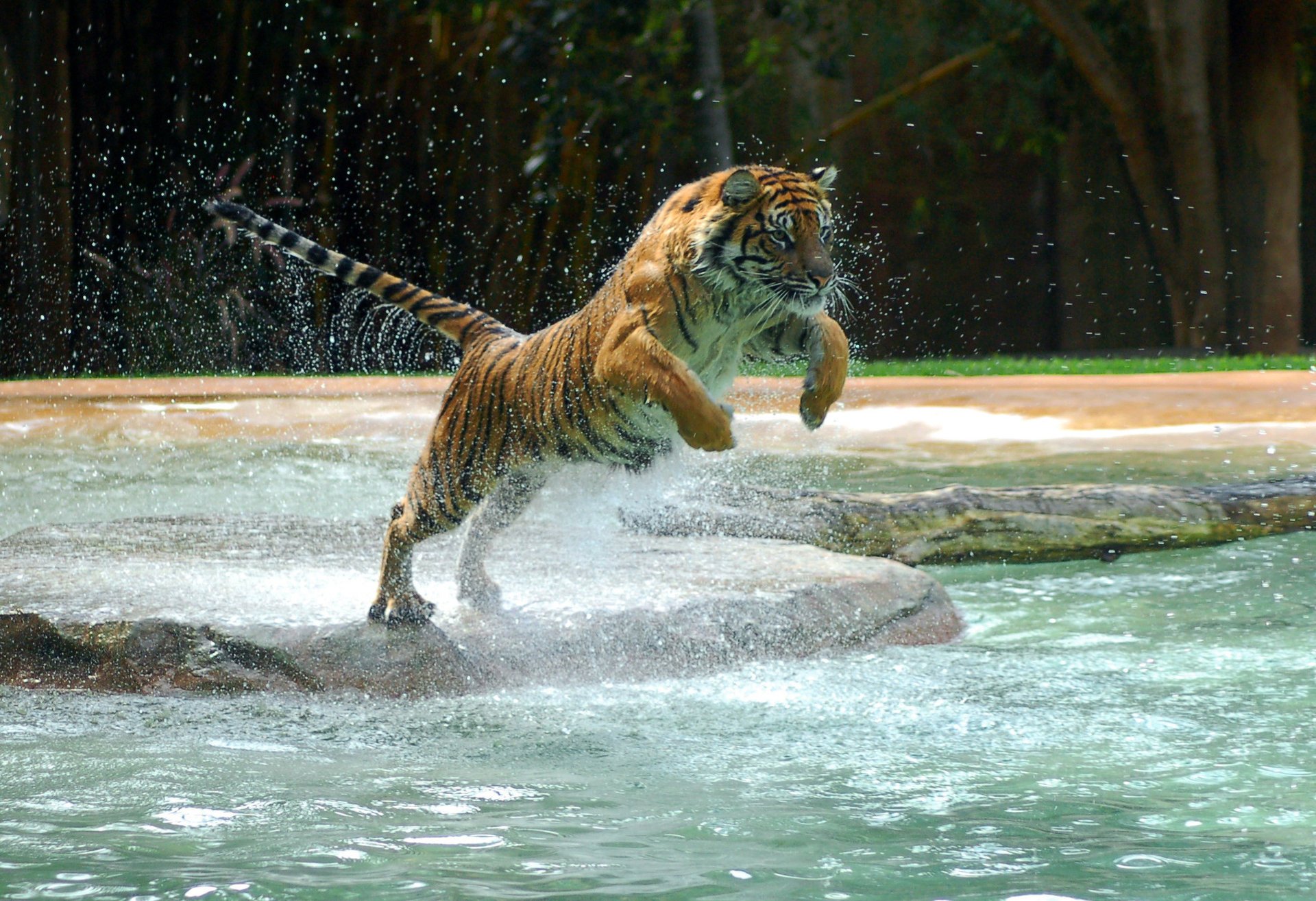 Благородный тигр готов к прыжку в воду