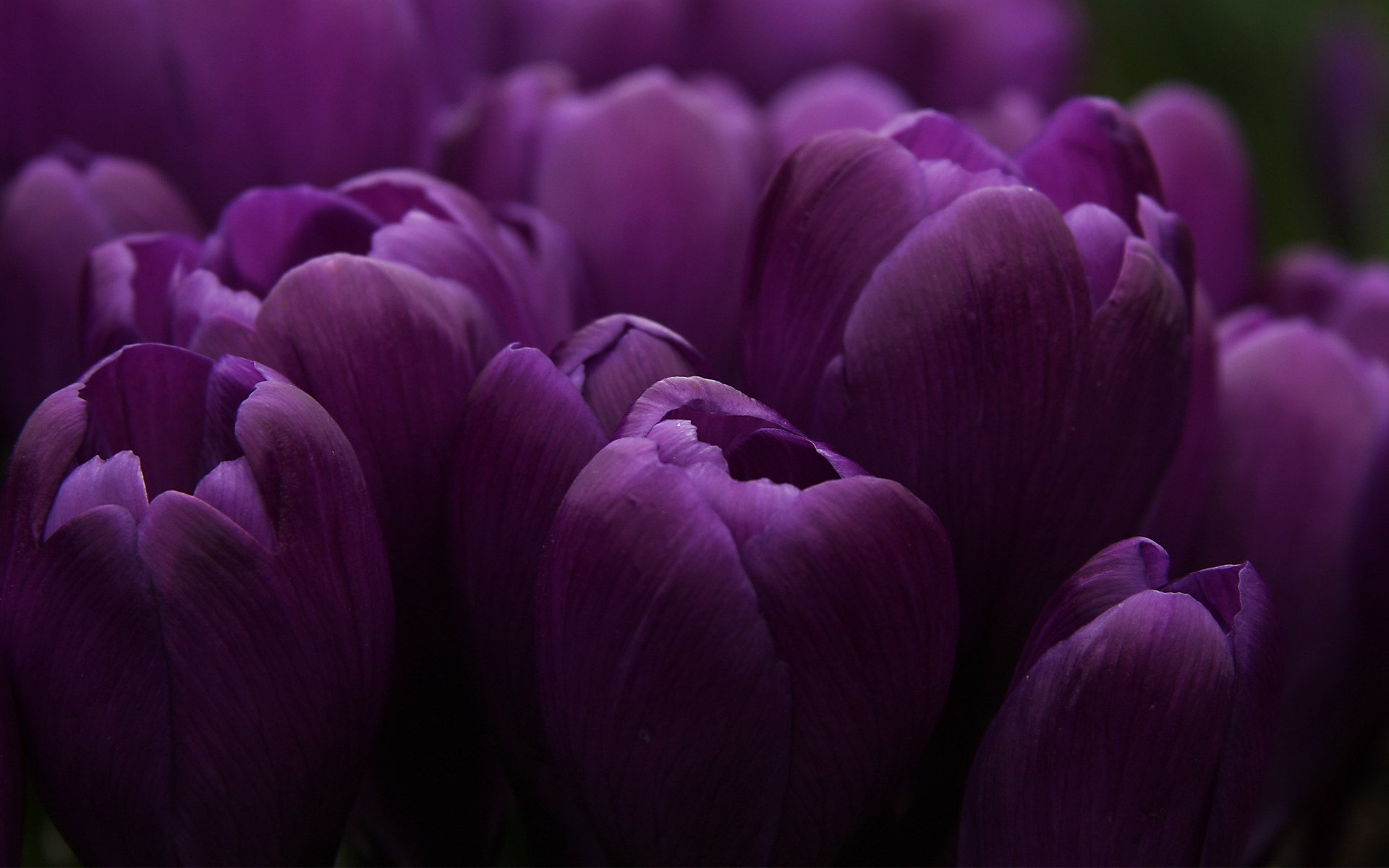 Букет из фиолетовых тюльпанов на тёмном фоне