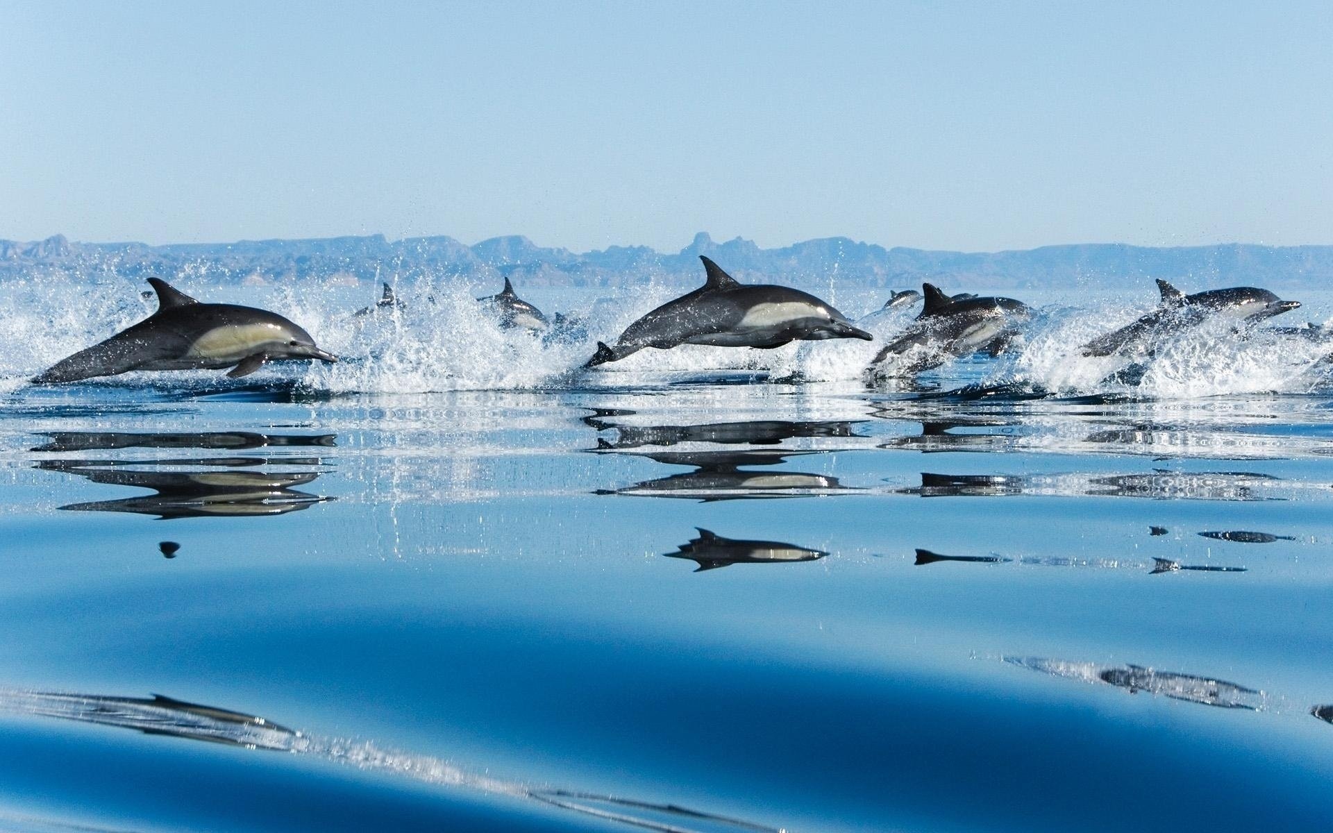 Голубая гладь воды и заплыв дельфинов