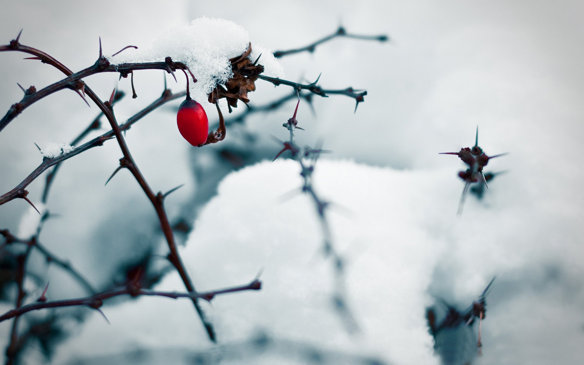 Красная ягода шиповника на зимнем кусте