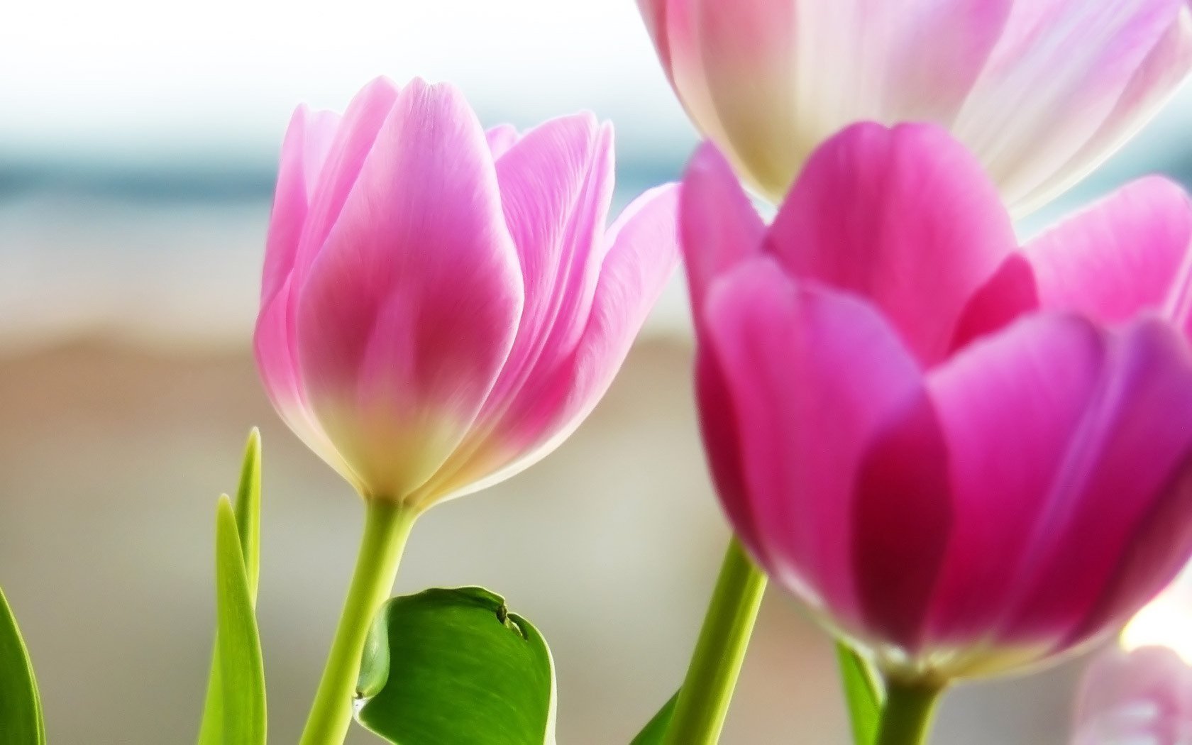 Розовые тюльпаны на размытом фоне берега моря