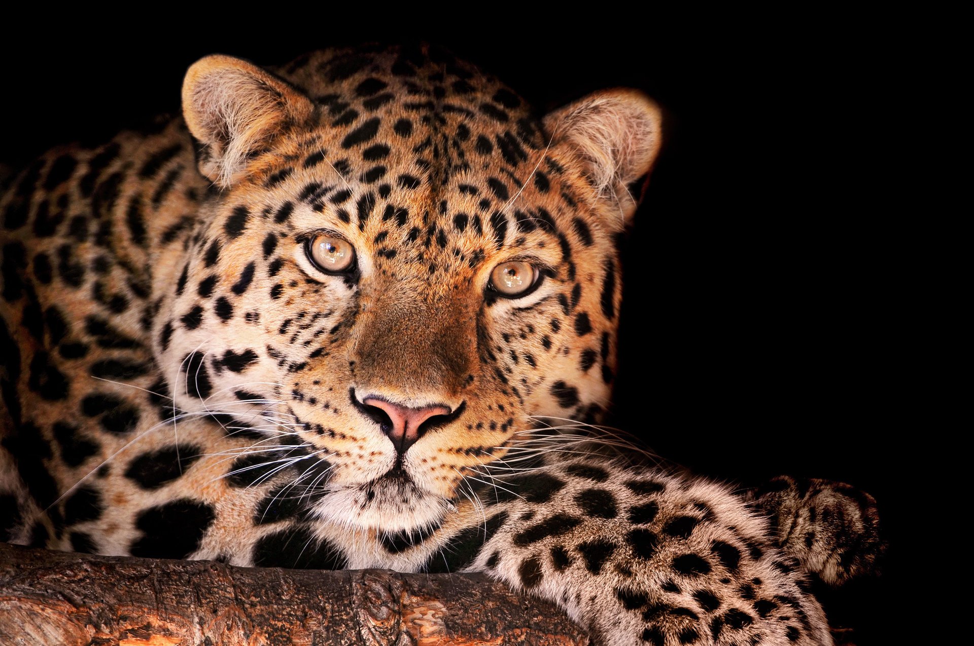 Леопард с красивыми глазами и хищным взглядом