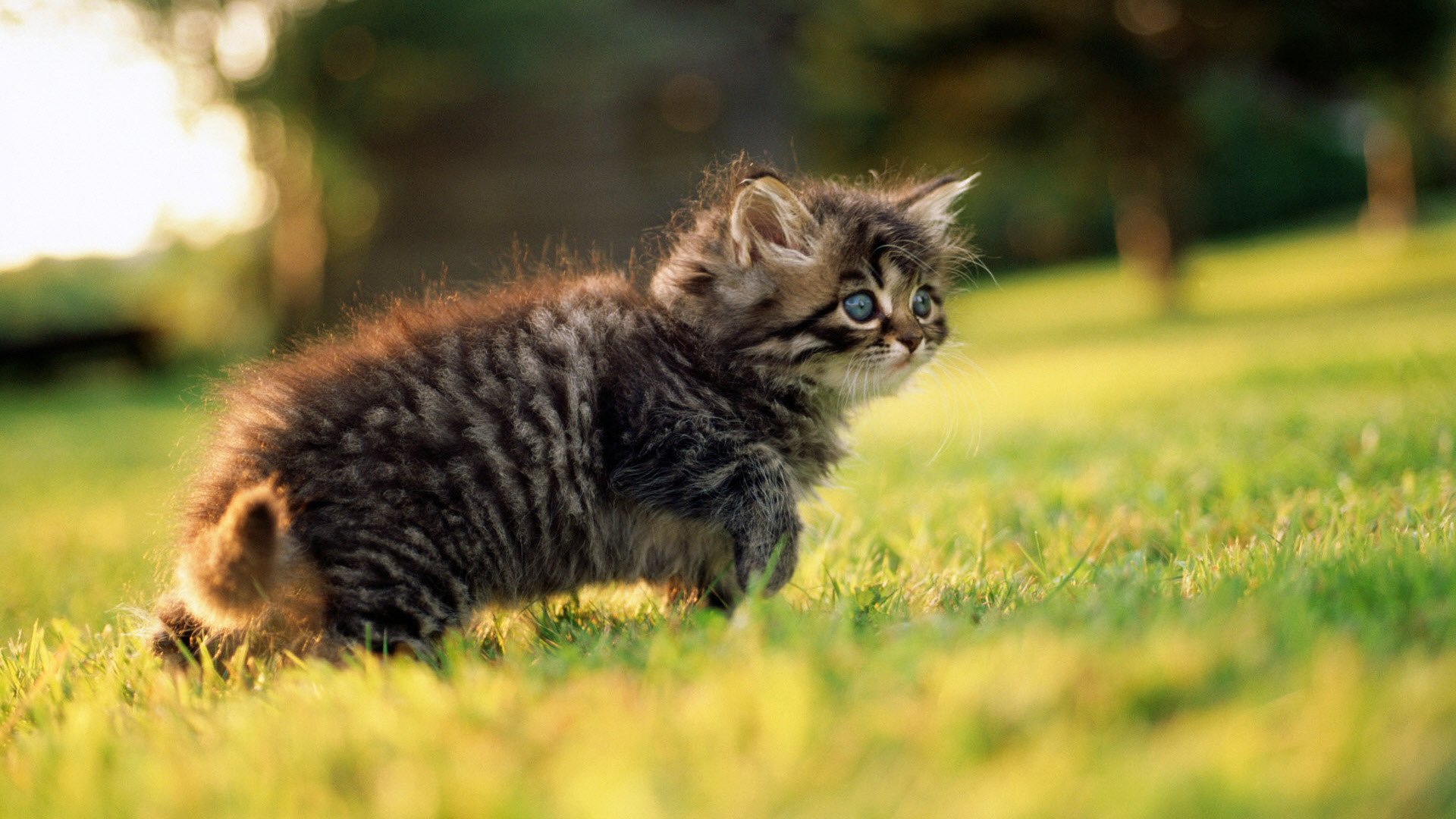 Серый котенок прогулка по траве