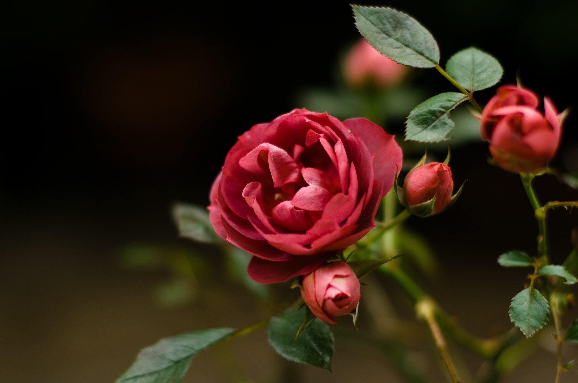 Красивые цветки красного шиповника