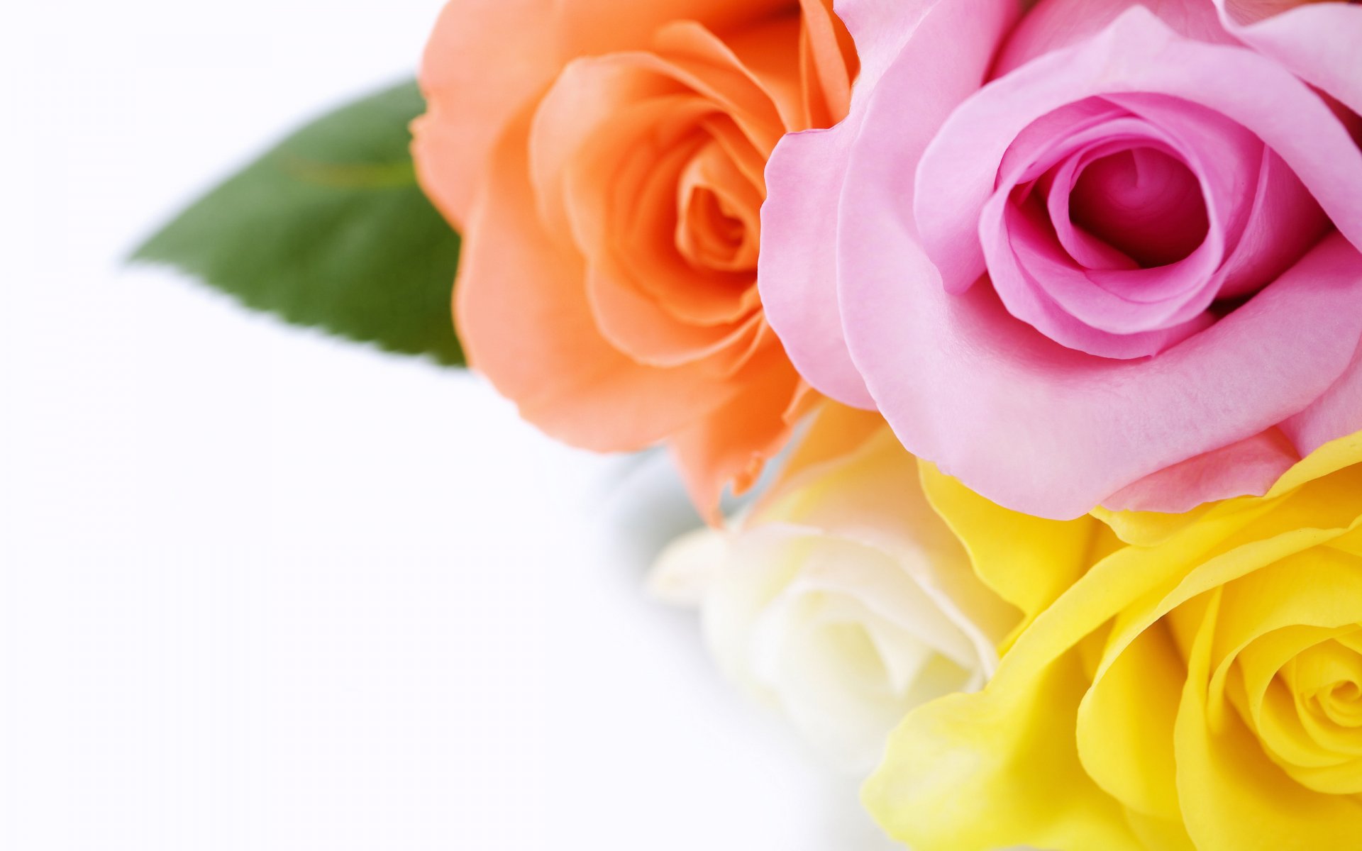 Букет разноцветных роз - прекрасные обои для рабочего стола