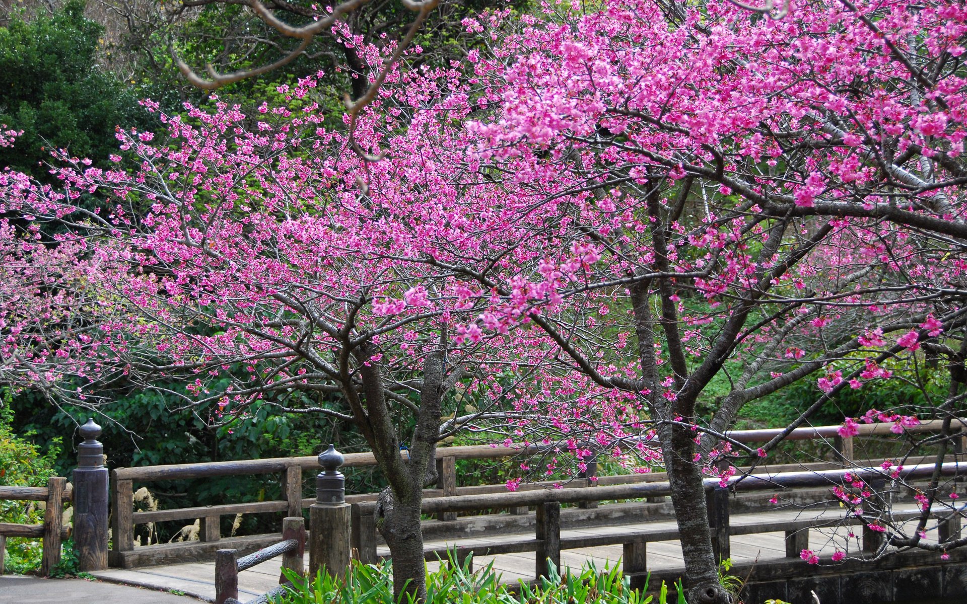 Мост в Японии утопает в лепестках цветущей сакуры