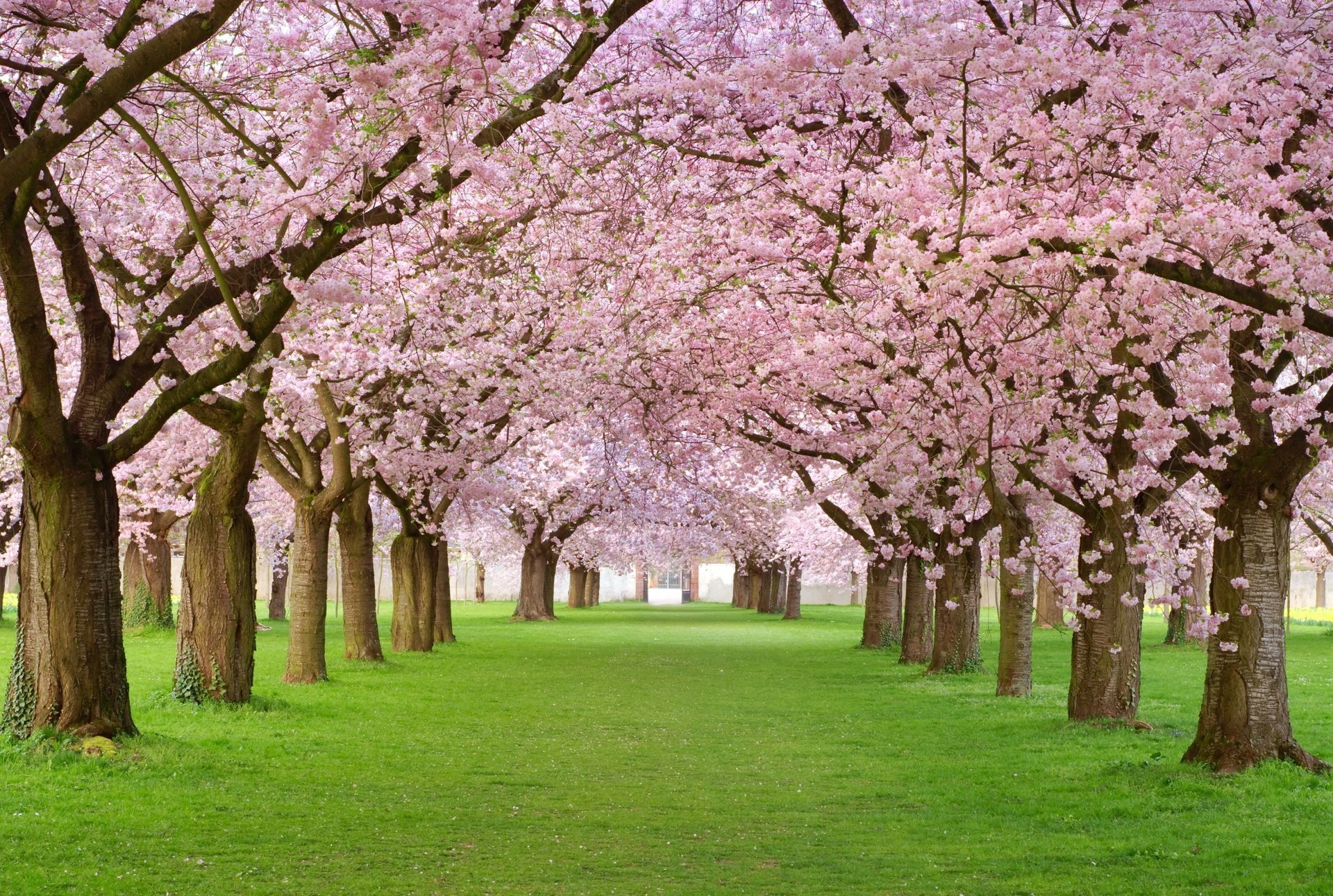Цветение розовых деревьев на аллеи