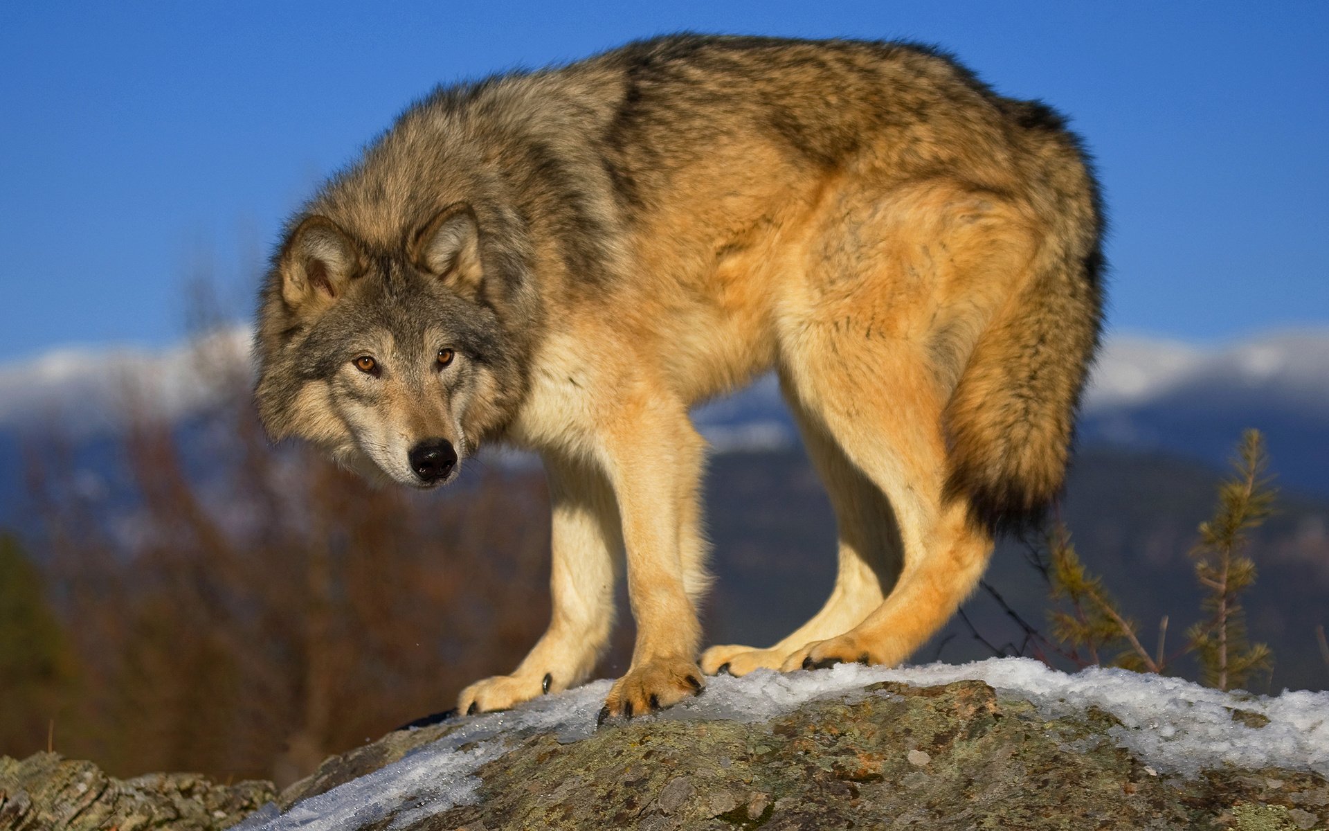 Диких животных класс. Степной волк Казахстана. Волк скалистых гор. Степной волк Узбекистан. Серый волк canis Lupus.