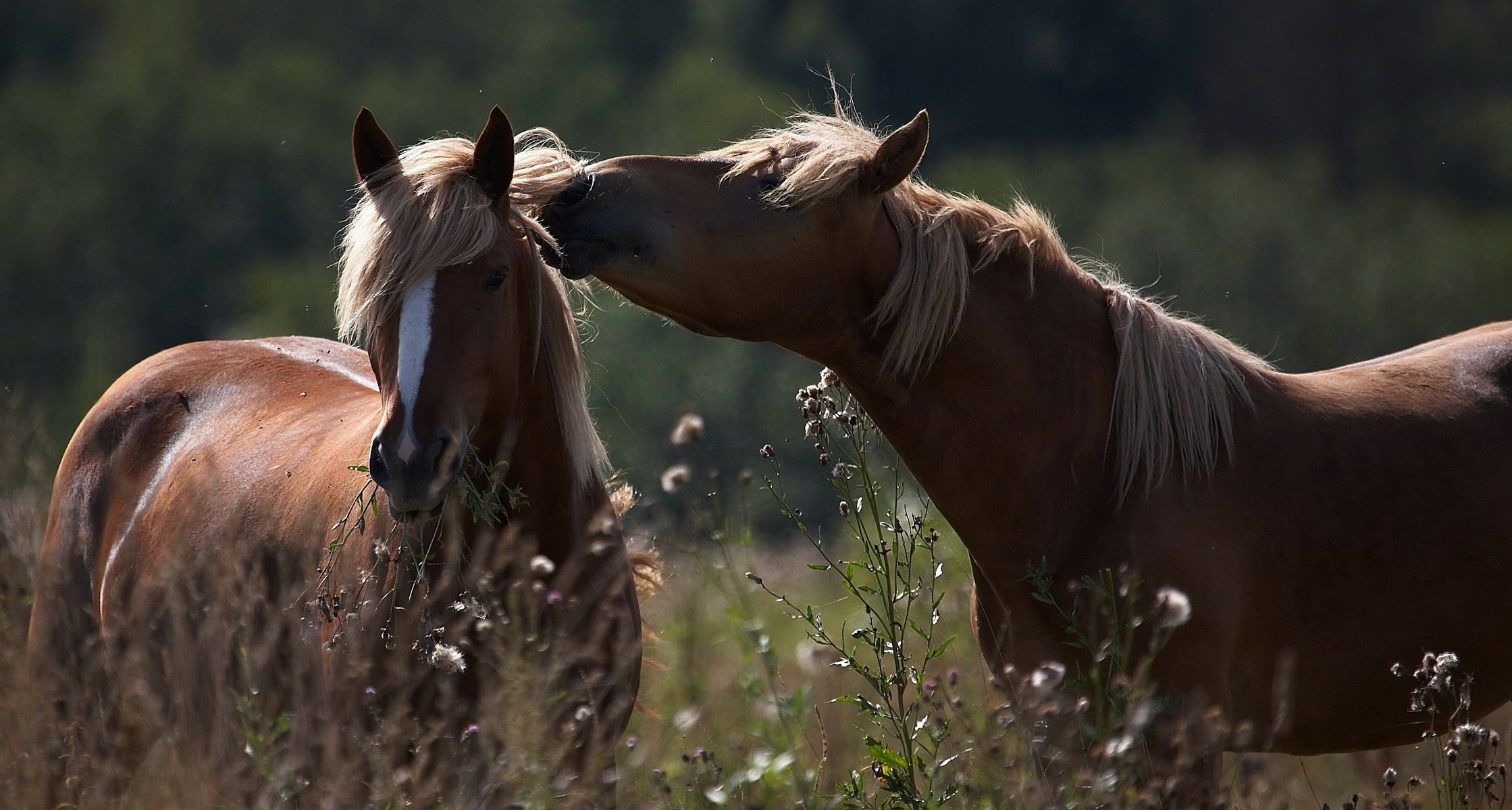 Лошади на поле летом