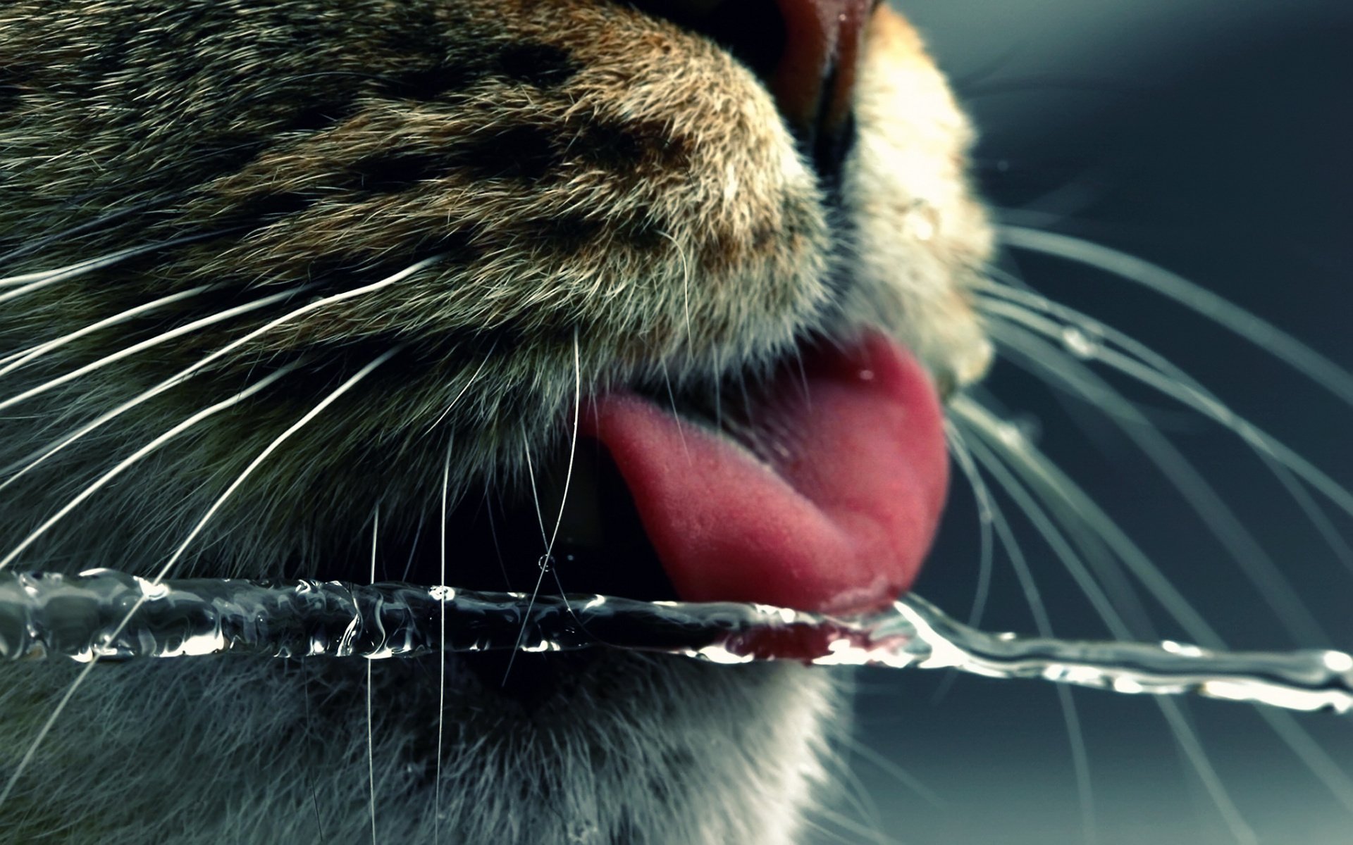 Кот крупным планом пьёт воду