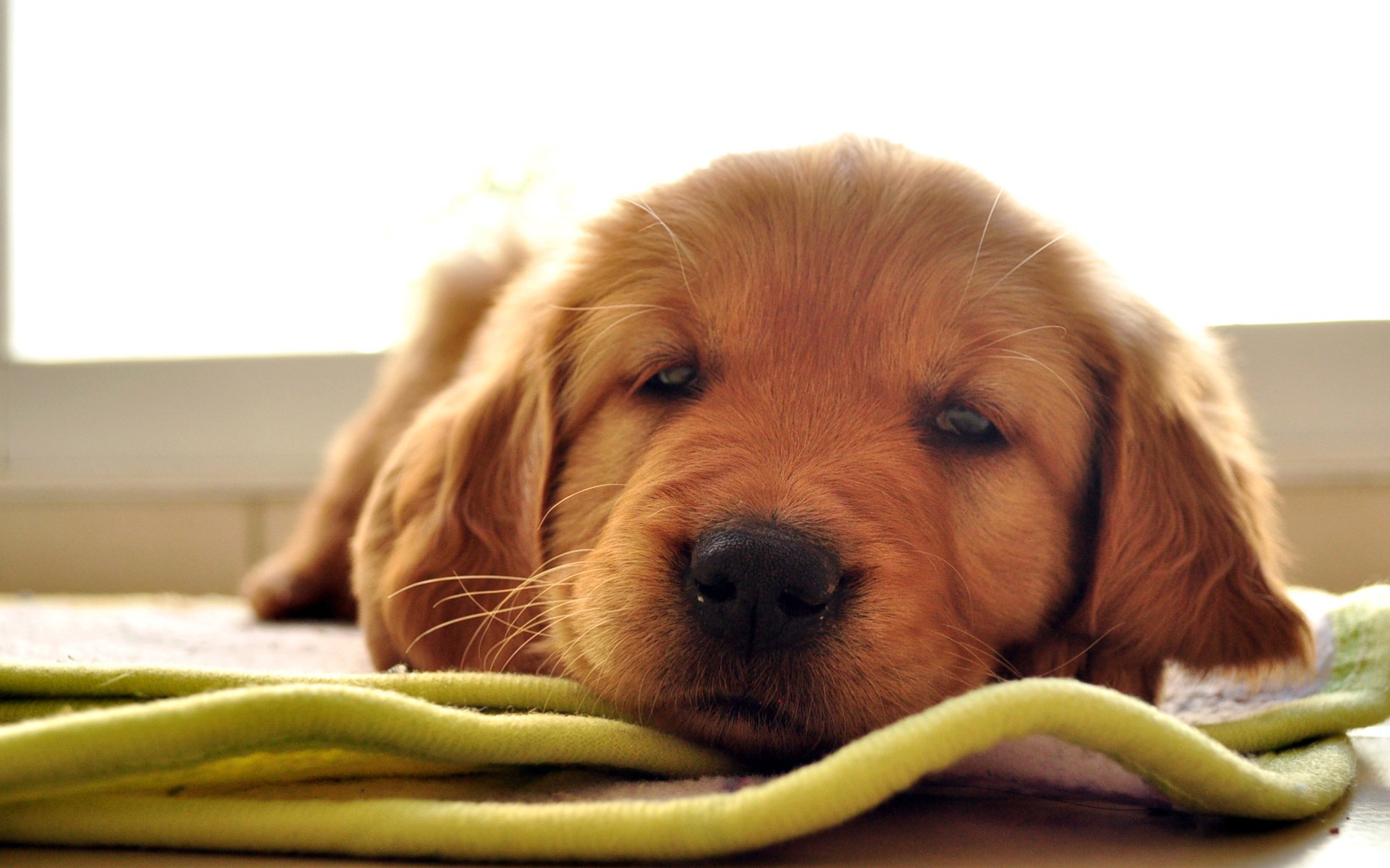 Рыжий щенок лабрадор лежит на коврике