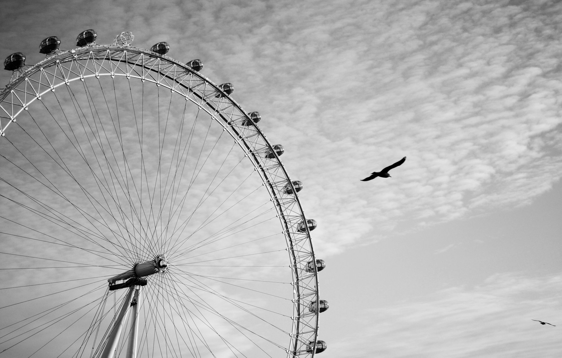 Орёл летит рядом с колесом обозрения в Лондоне
