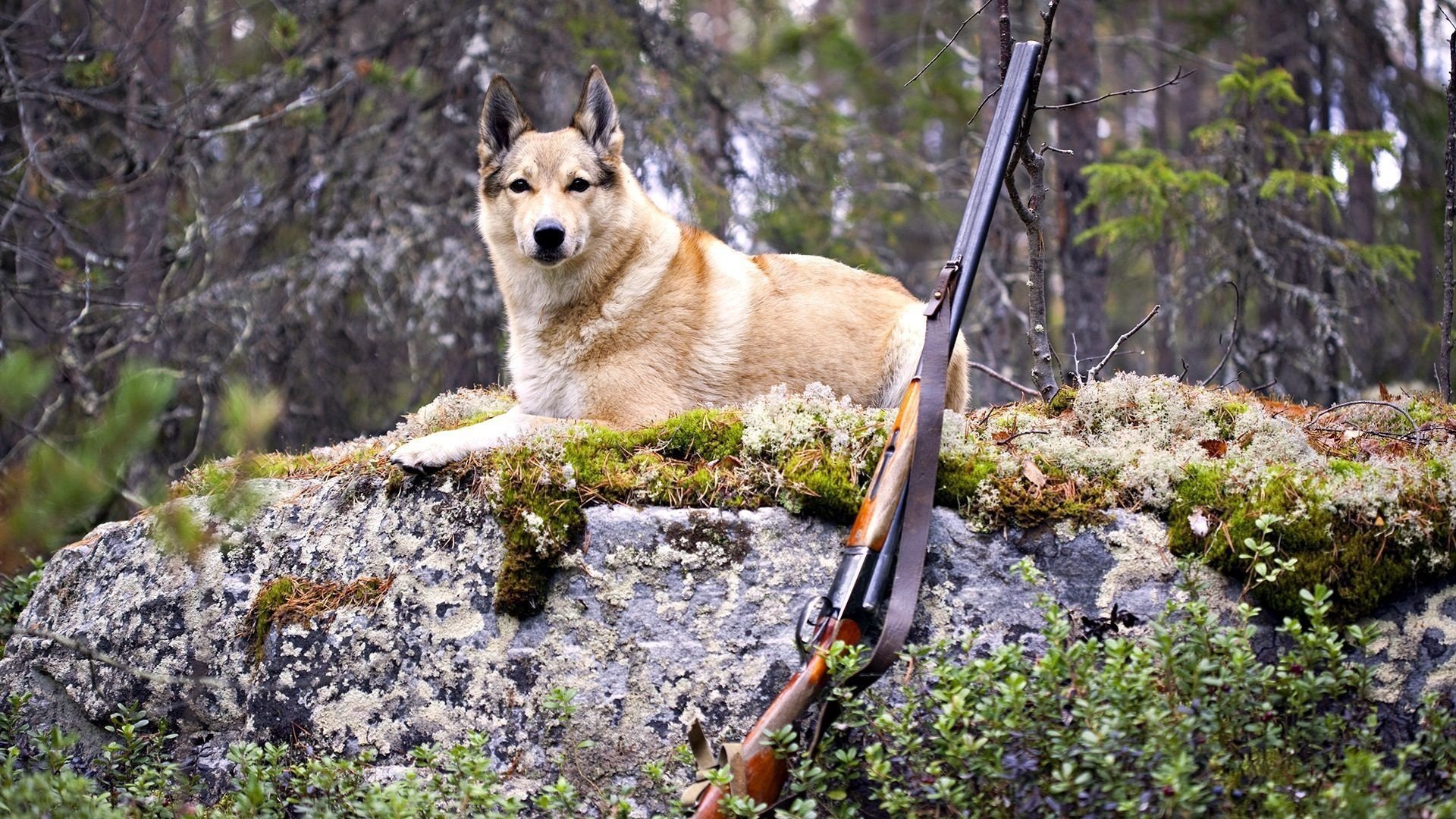 Охотничья собака отдыхает на камне в лесу